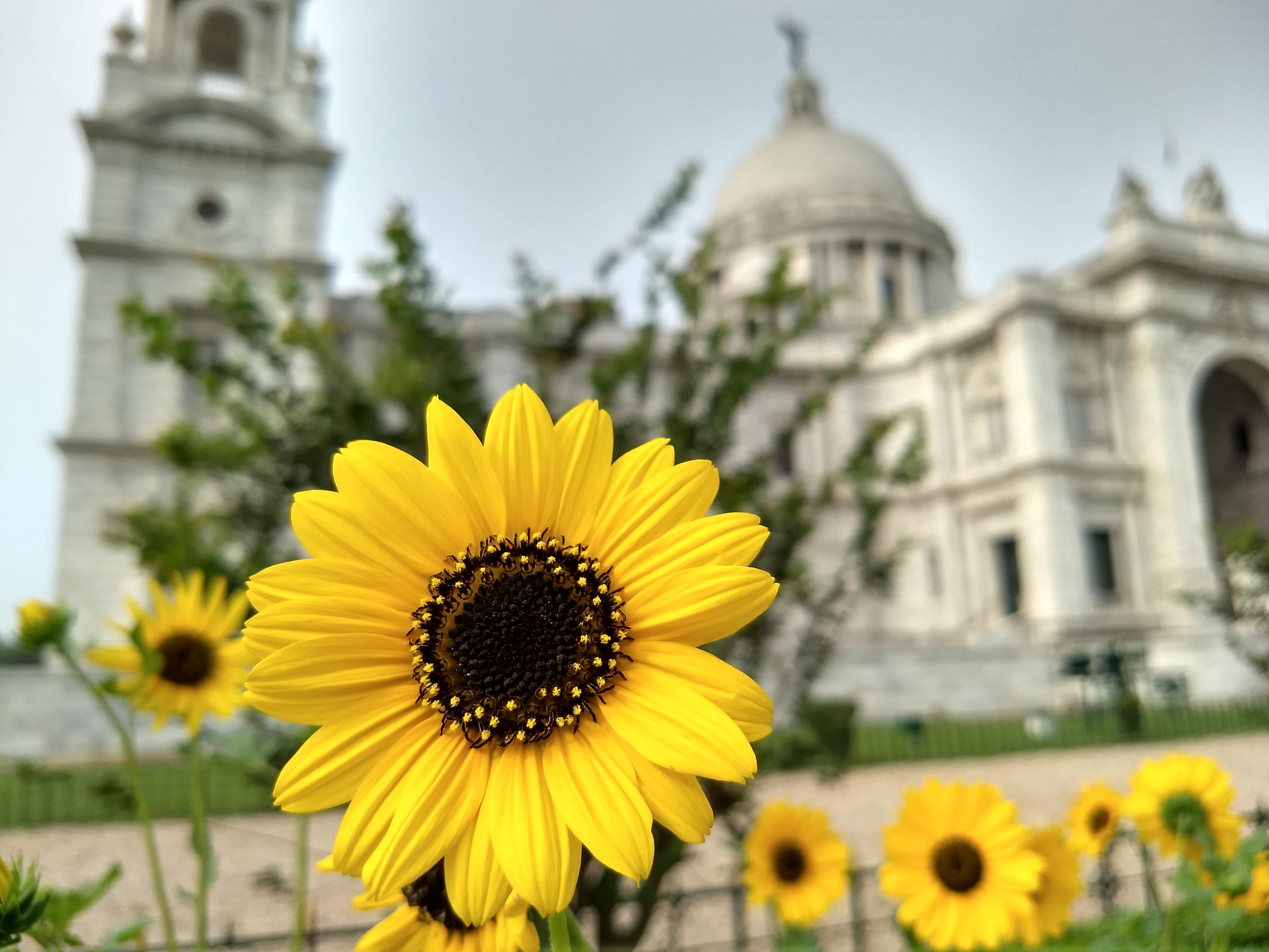 Sunflower, Victoria Memorial in background. r/pics
