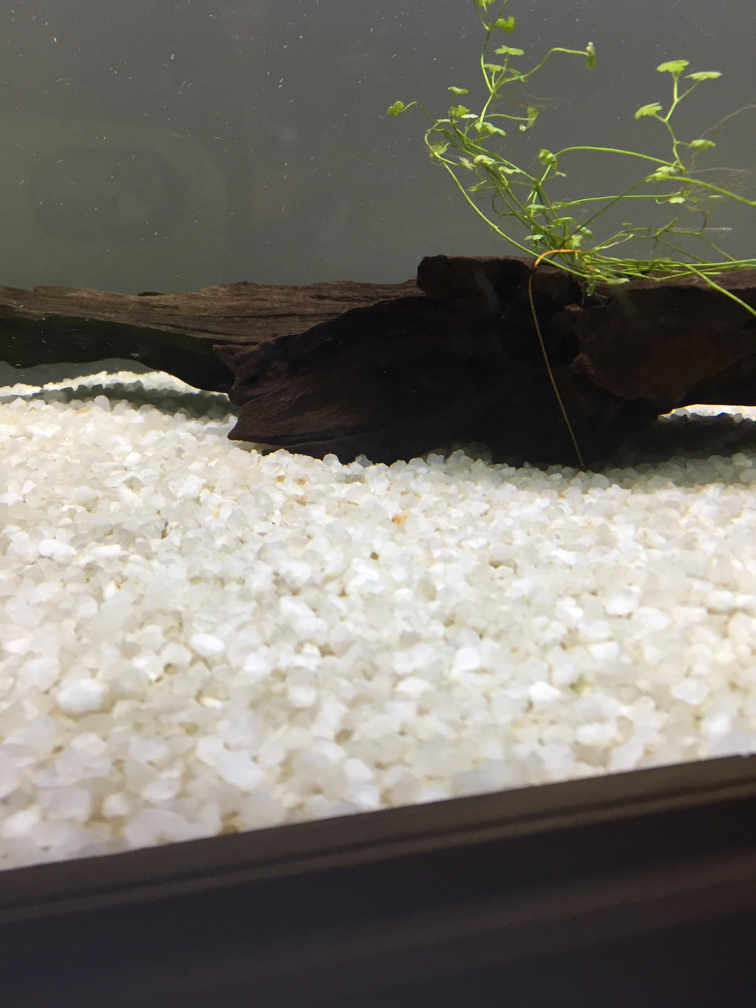Is this gravel fine for Corydoras? r/Aquariums