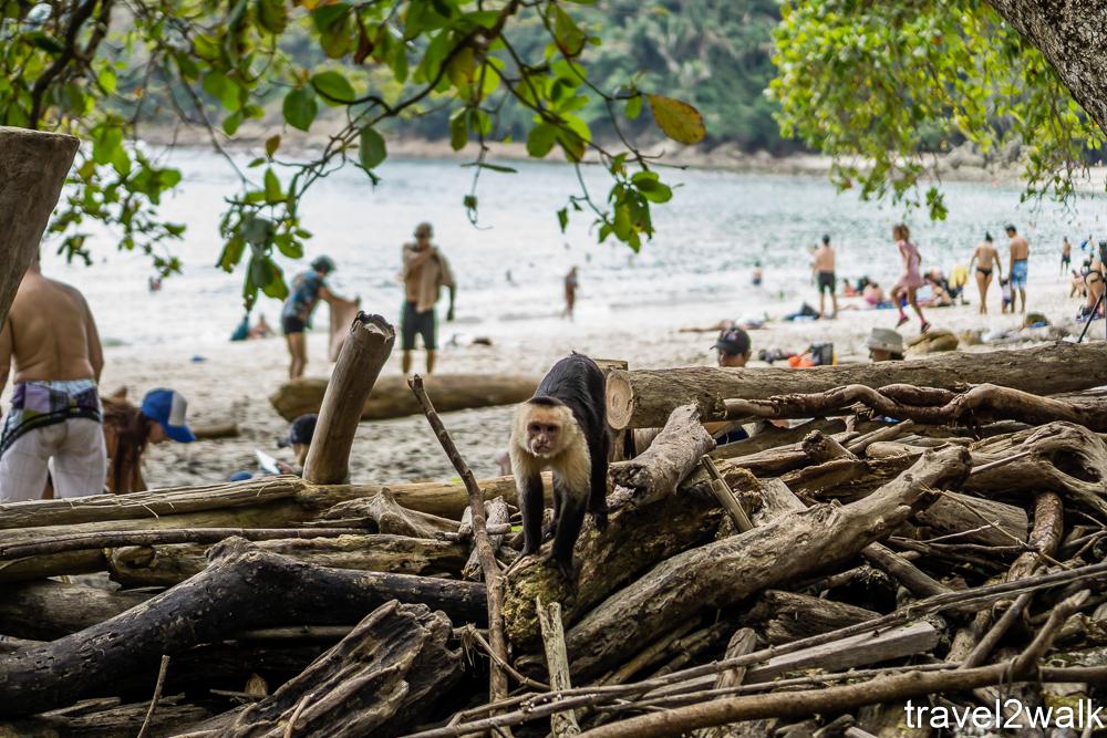 Monkeying around the beach in Costa Rica. Trip report in comments. r
