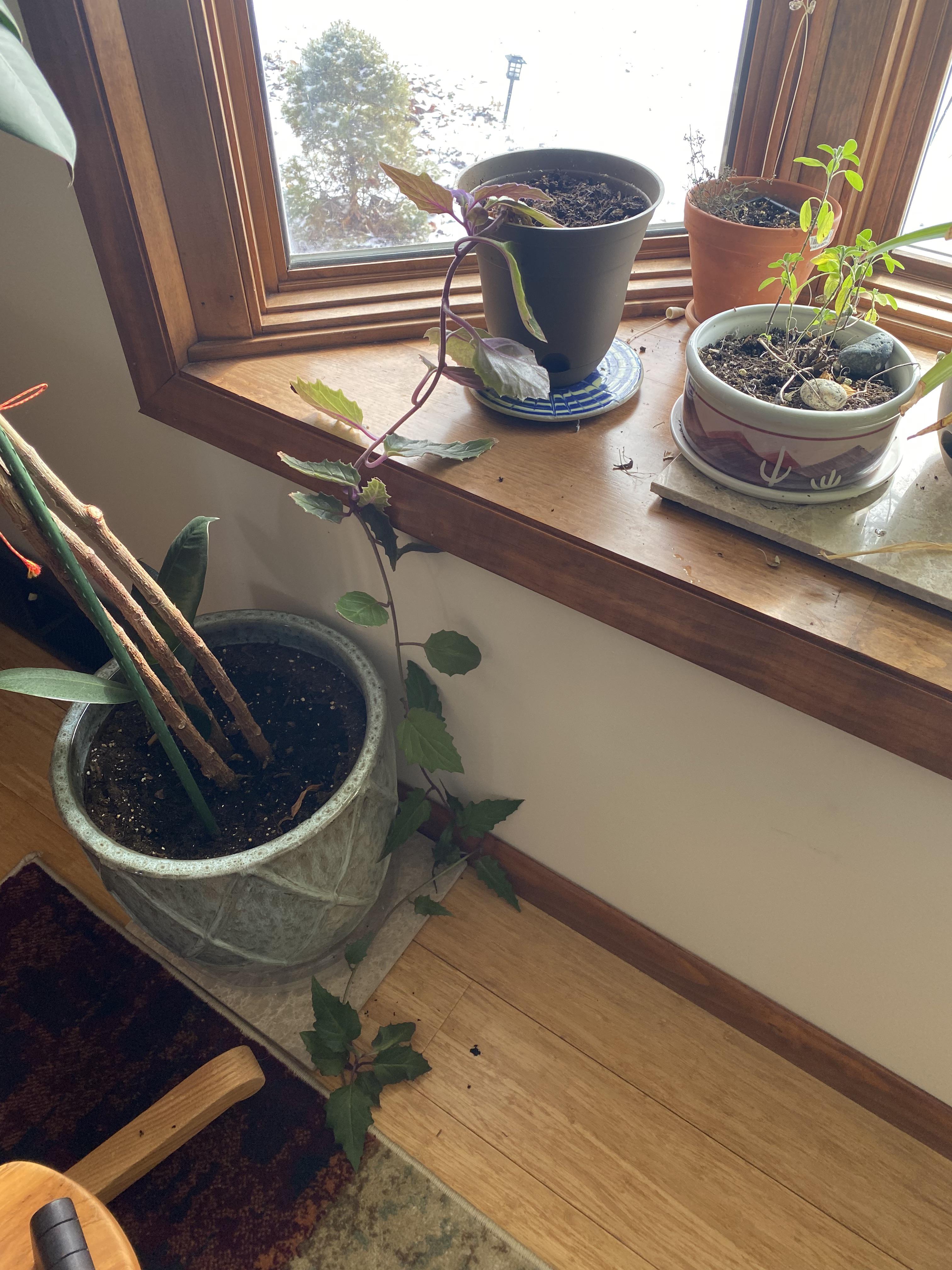 Why is my Purple Velvet plant growing long and droopy? r/houseplants