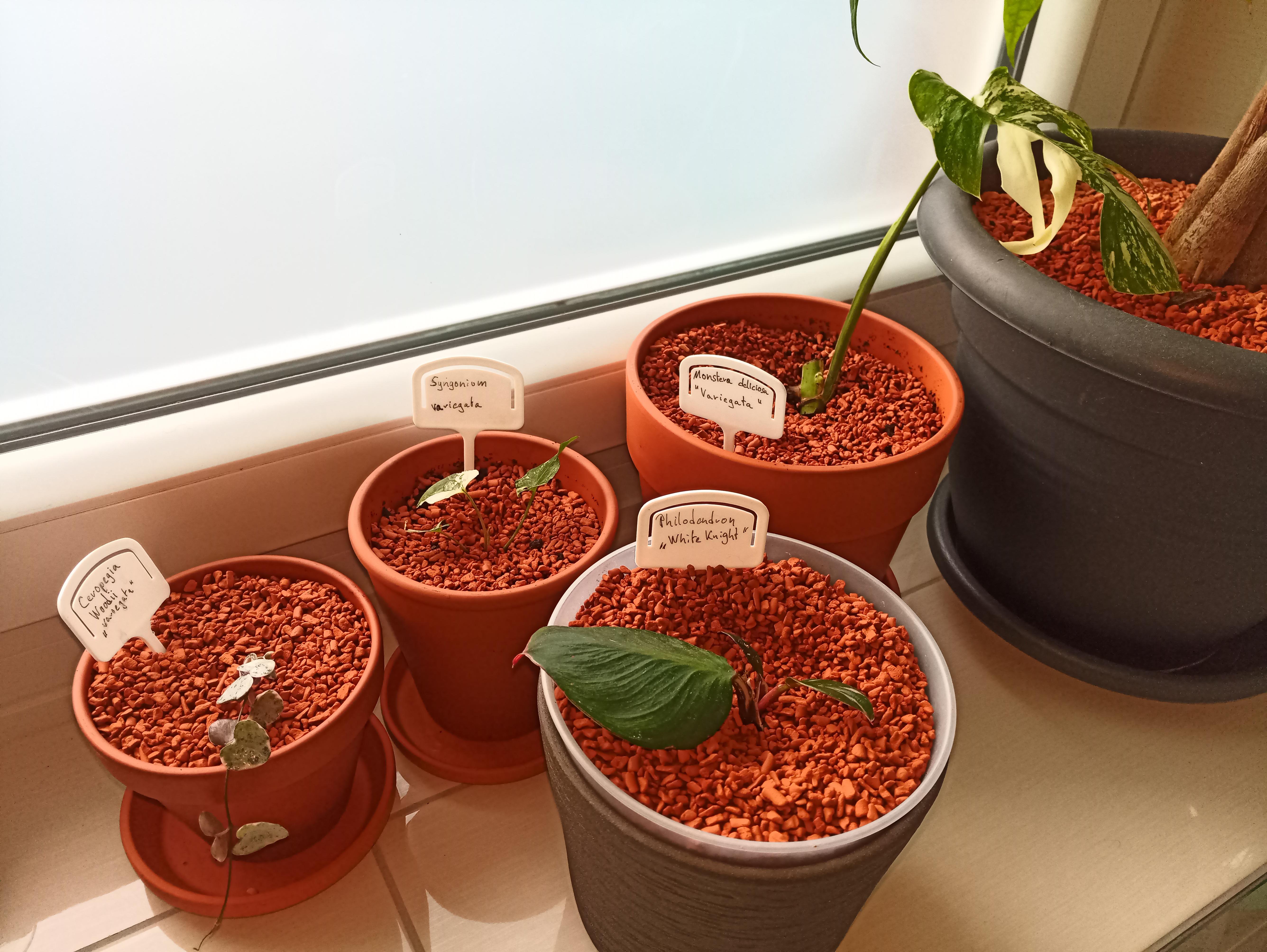 The nursery on my bathroom window sill r/houseplants
