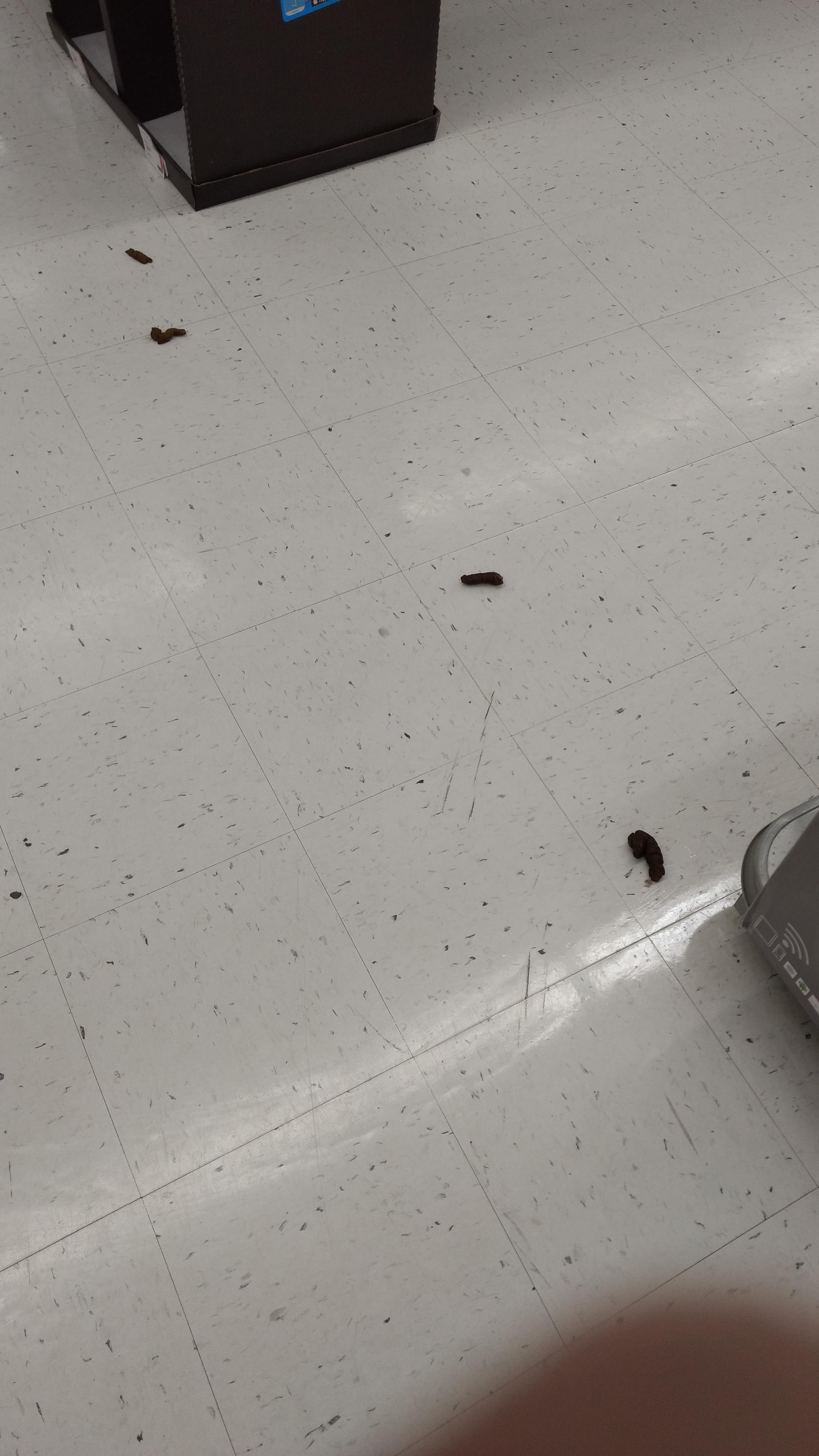 Are Dogs Allowed In Staples Canada