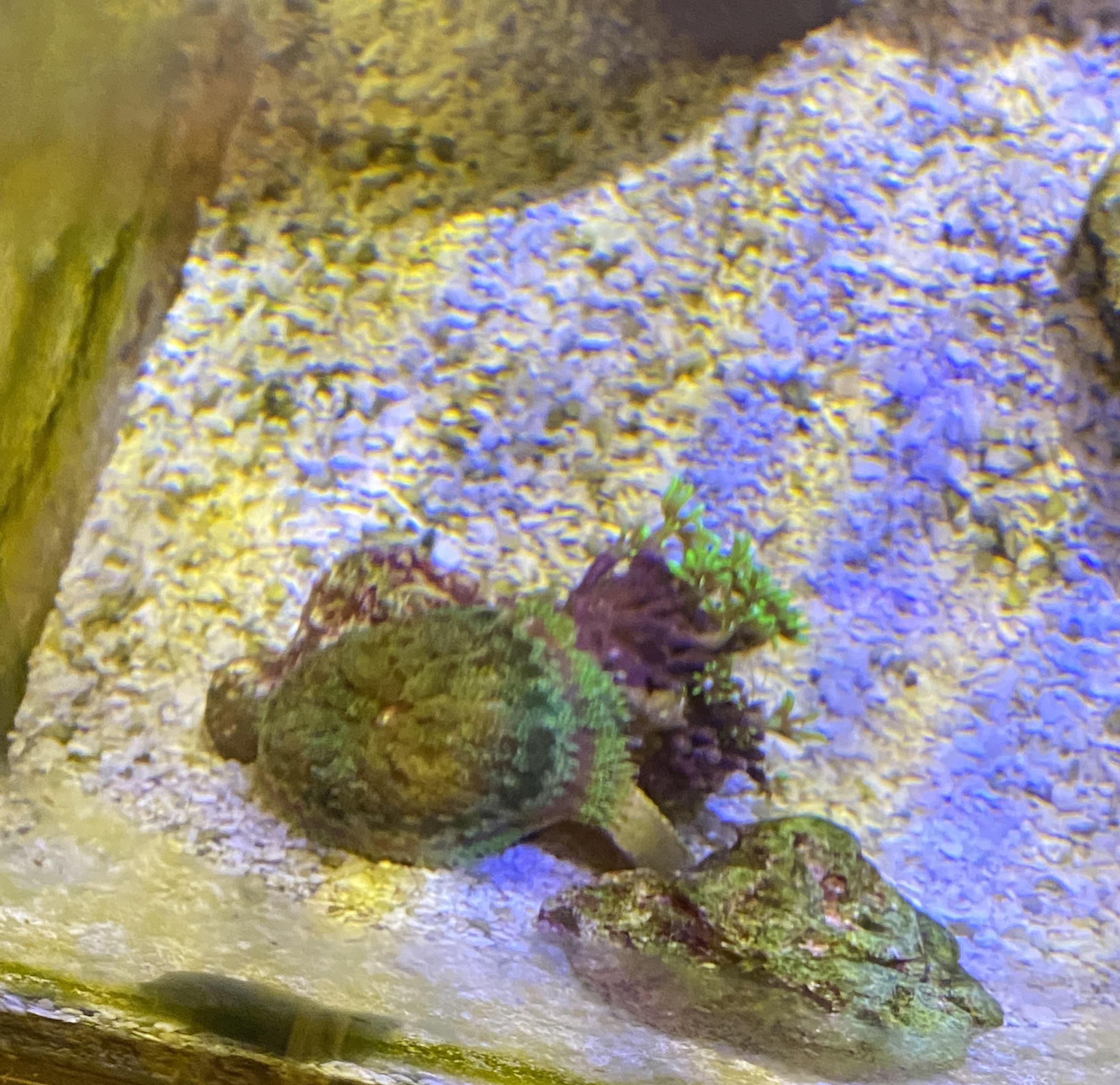 Should I remove rock flower anemone off the GSP frag? r/ReefTank