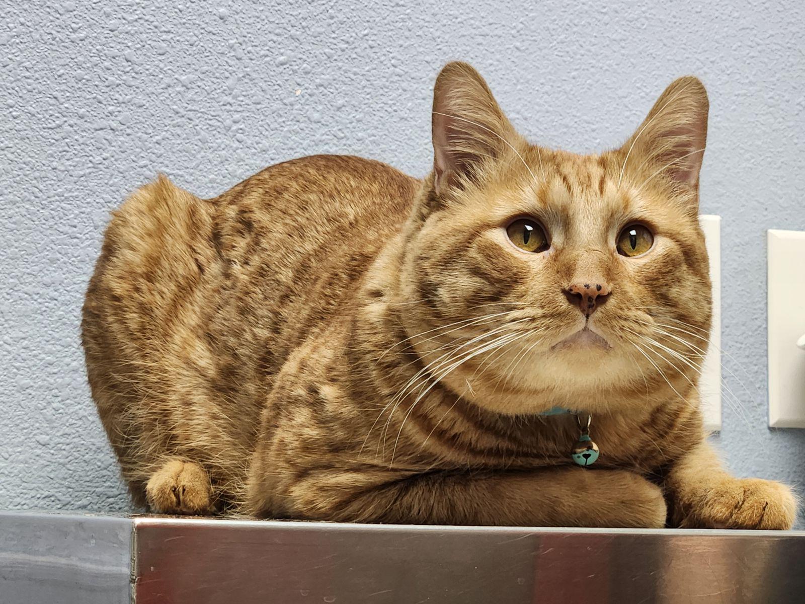 my vet declawing, need advice r/CATHELP