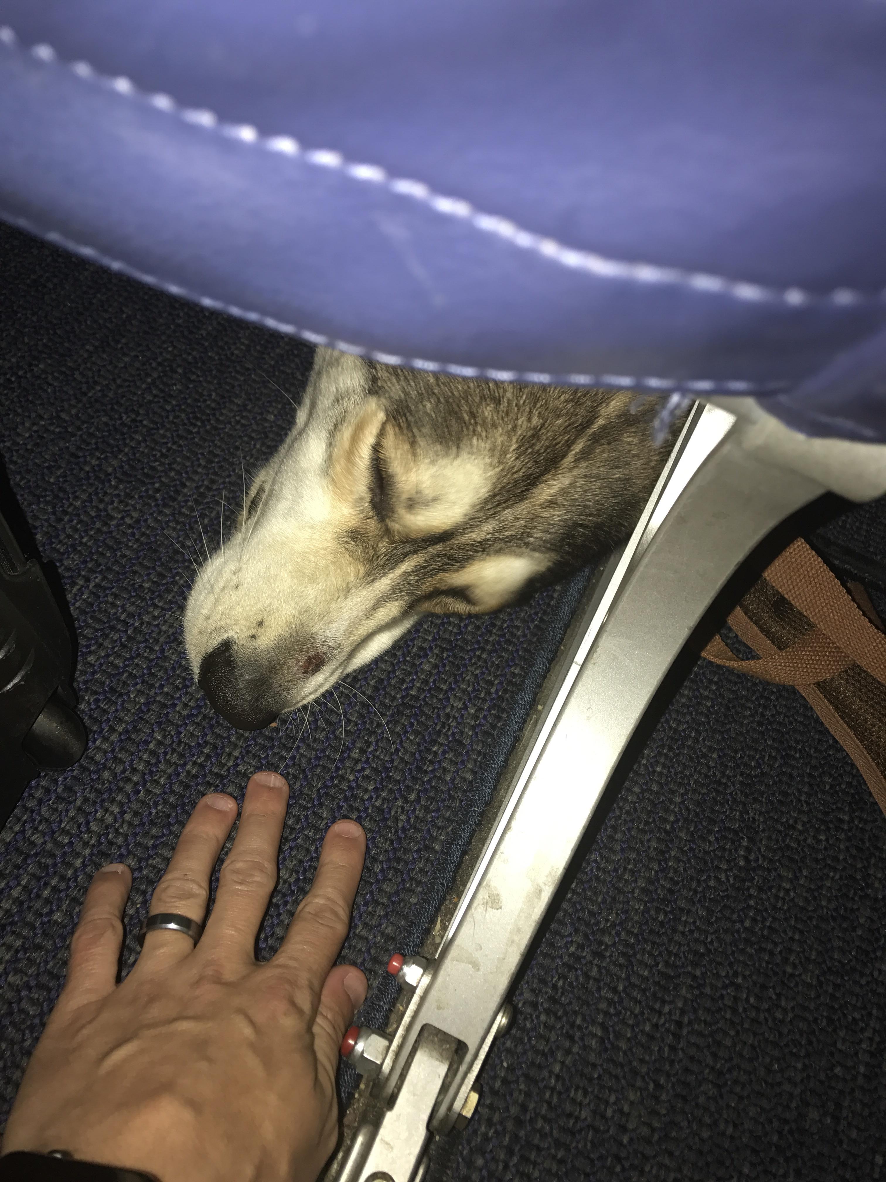 There's a dog under the plane seat in front of me. r/pics