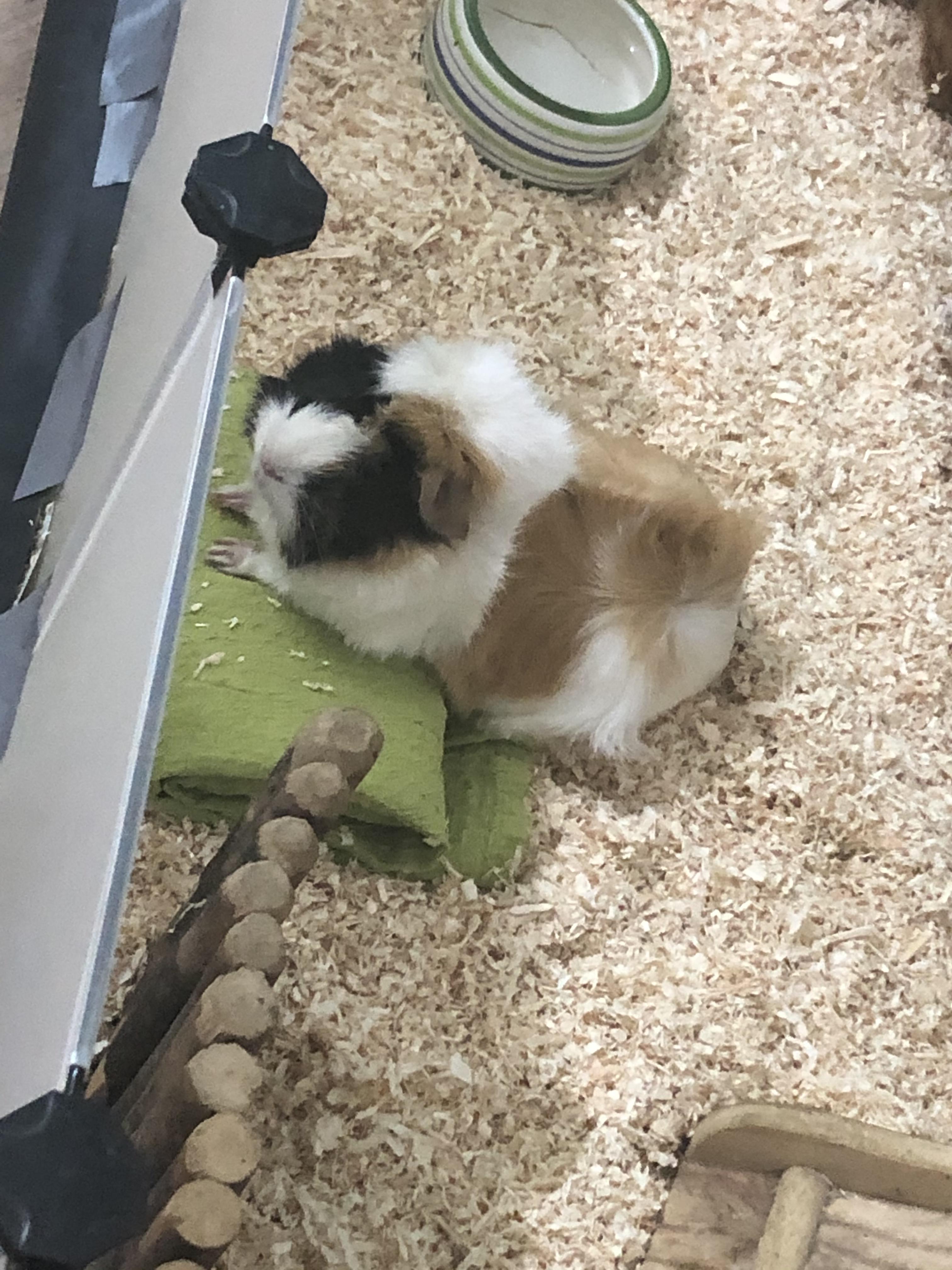 You know it's summer when guinea pigs lie on cold packs (in the green