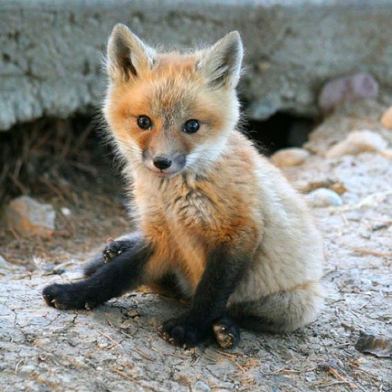 Adorable little red fox kit r/foxes
