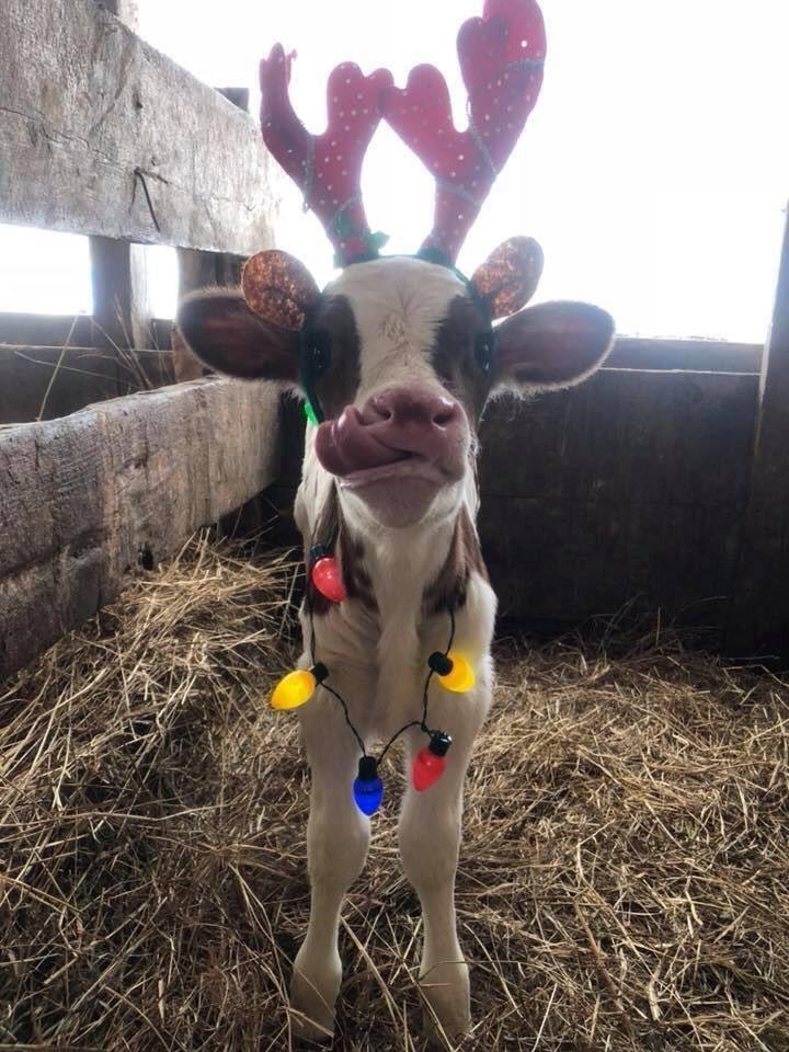 Christmas Cows