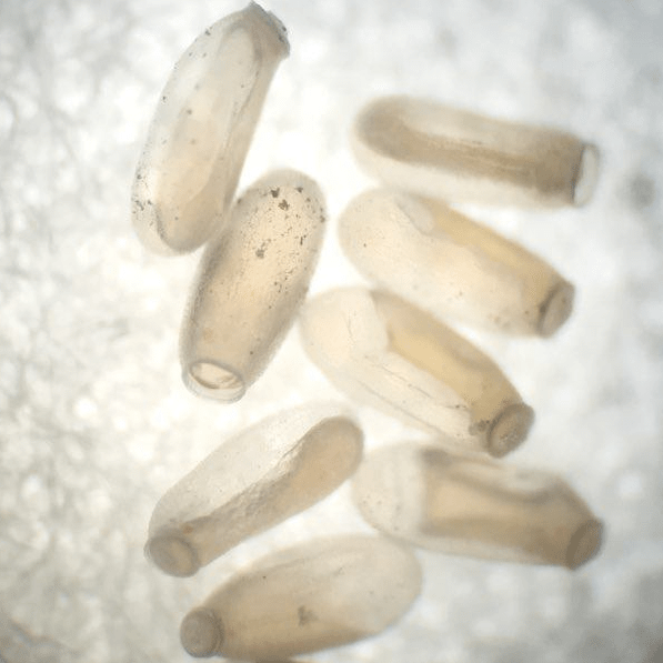 Bed Bugs and Uber/Taxi's survivingbedbugs