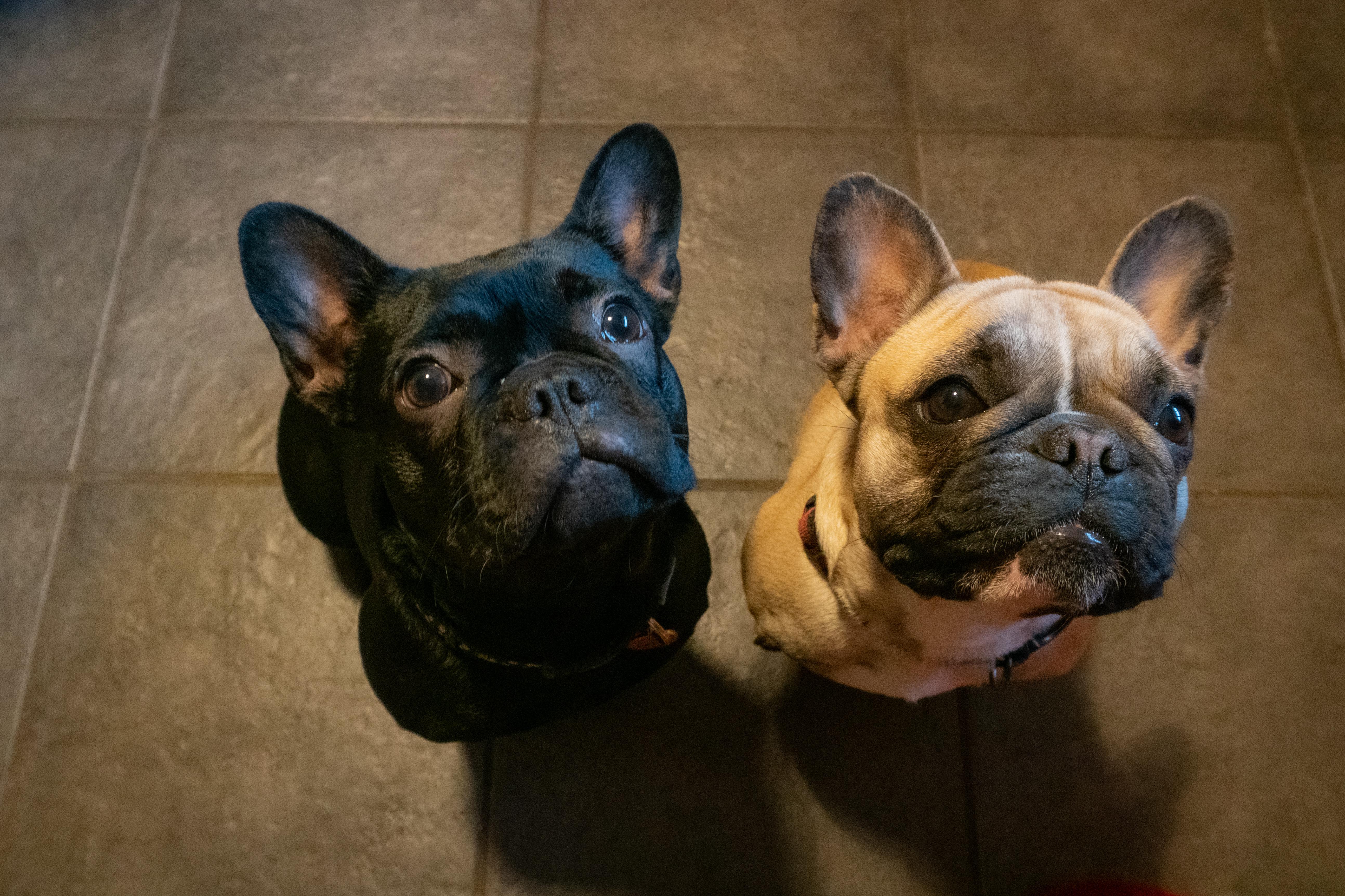 My mom's two beautiful frenchies! I think this is the first time they