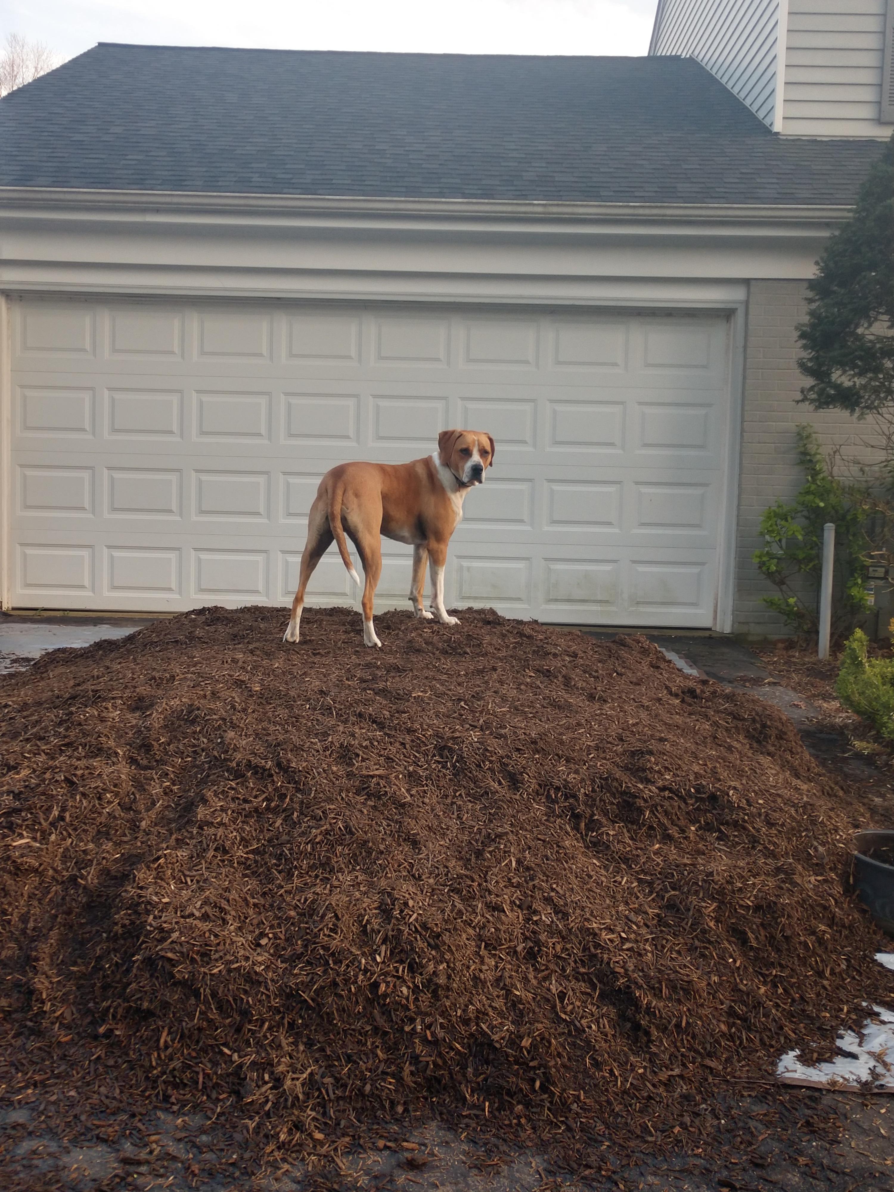 We recently started a mulching project, so our dog has claimed the