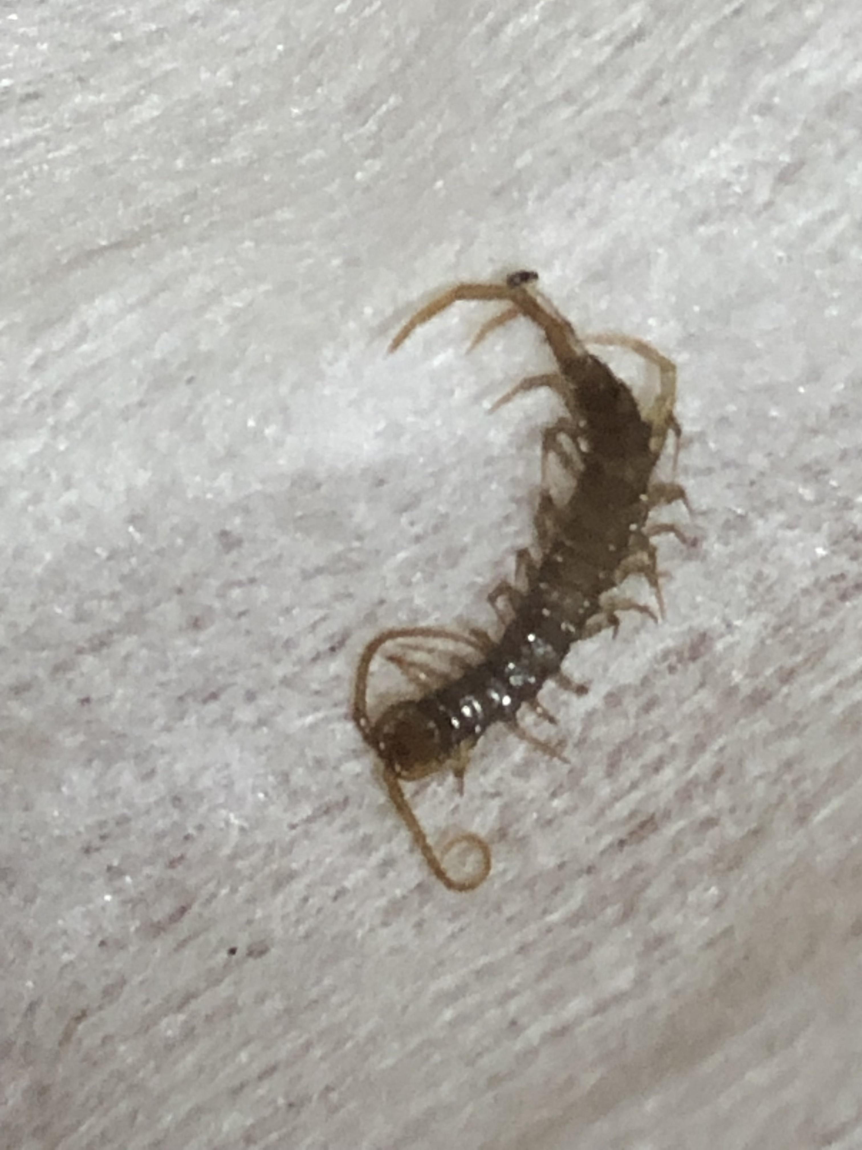 What is this centipede like thing? This thing was crawling on my bed