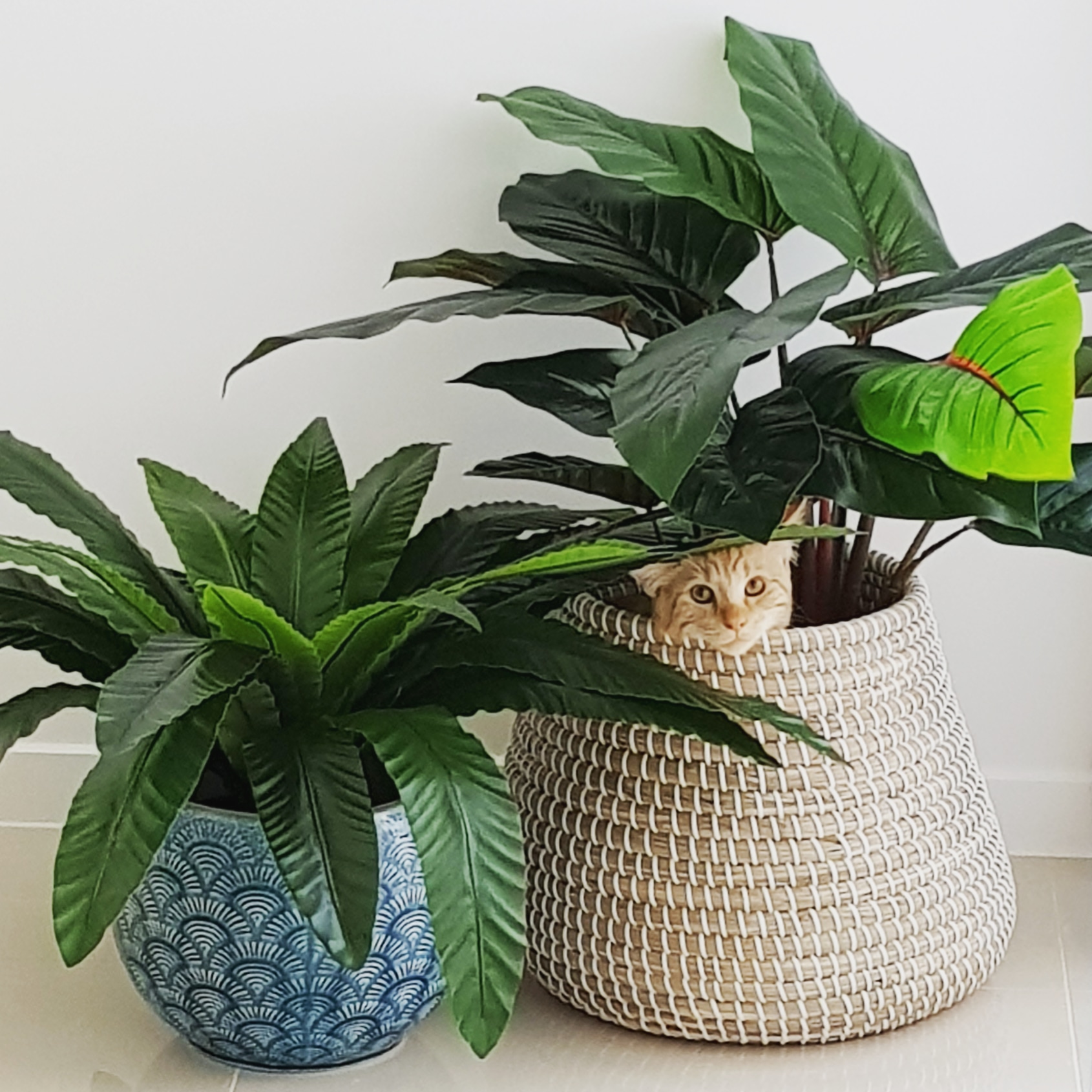 Why, is this my new litterbox? Can't say I care for the foliage. 6/10