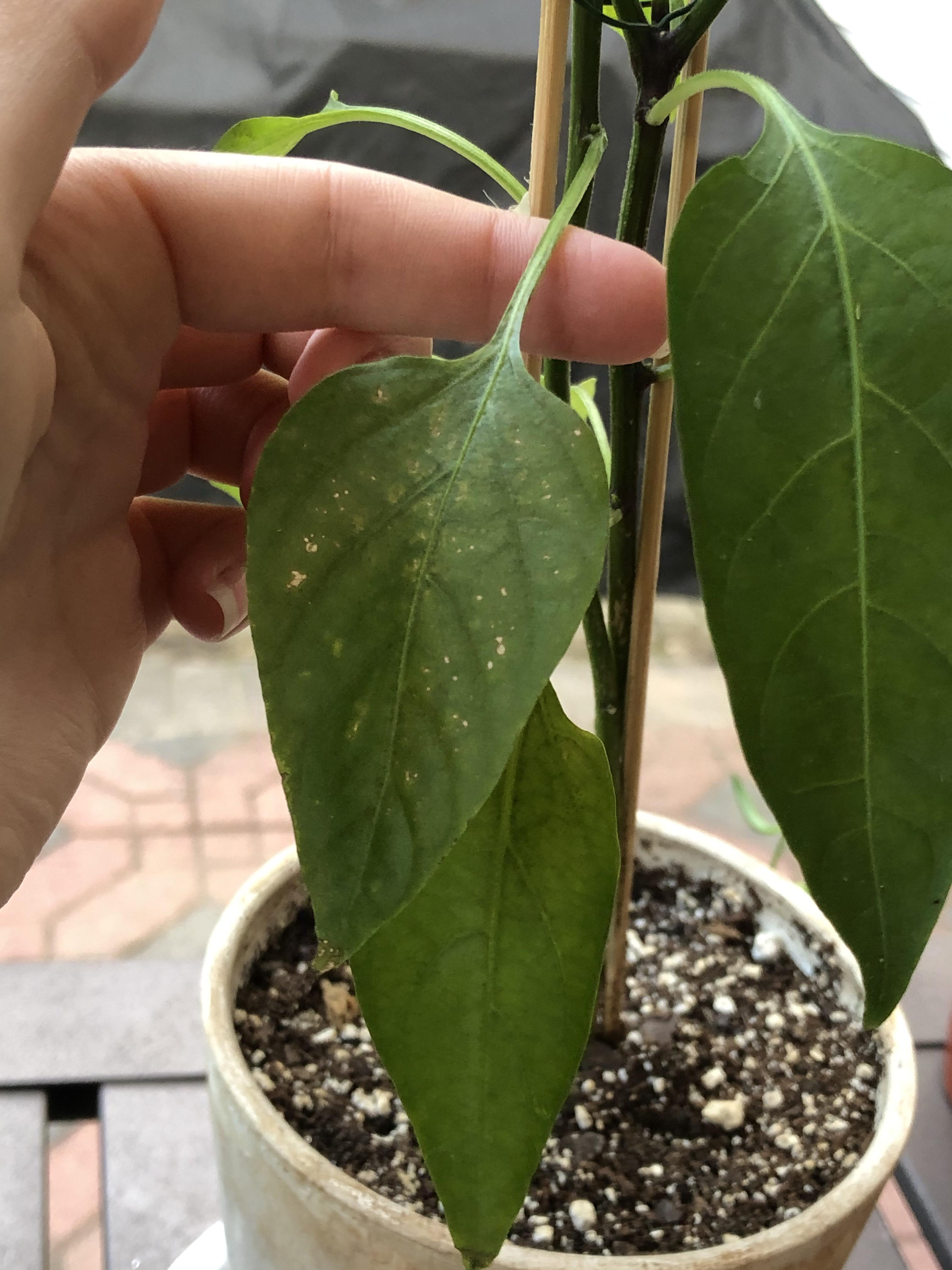 Spots on leaf of Jalapeño plant. Disease, pests, or nutrient deficiency