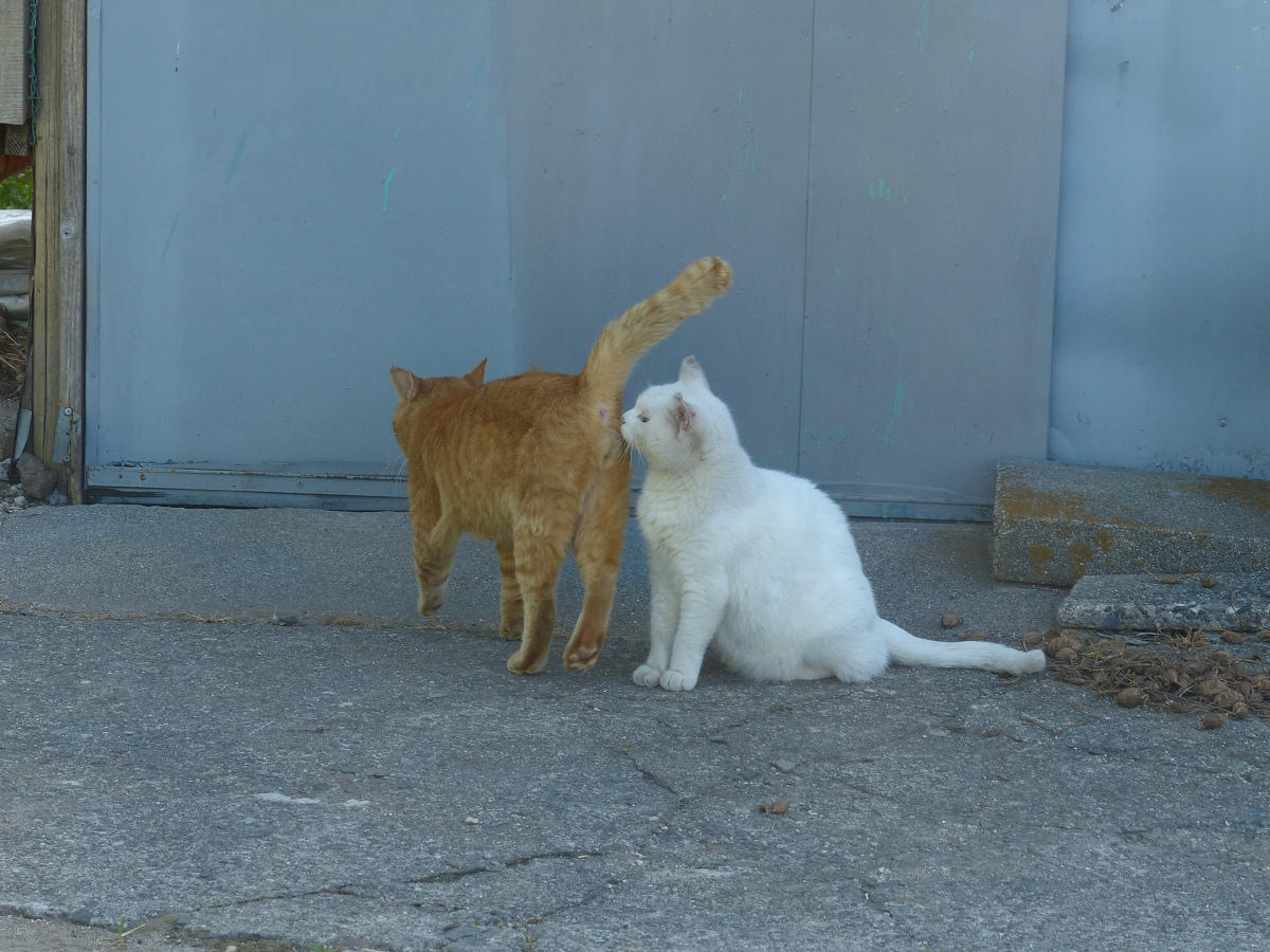 Should cats be allowed to lick butt in public places? r/Catslickingbutt