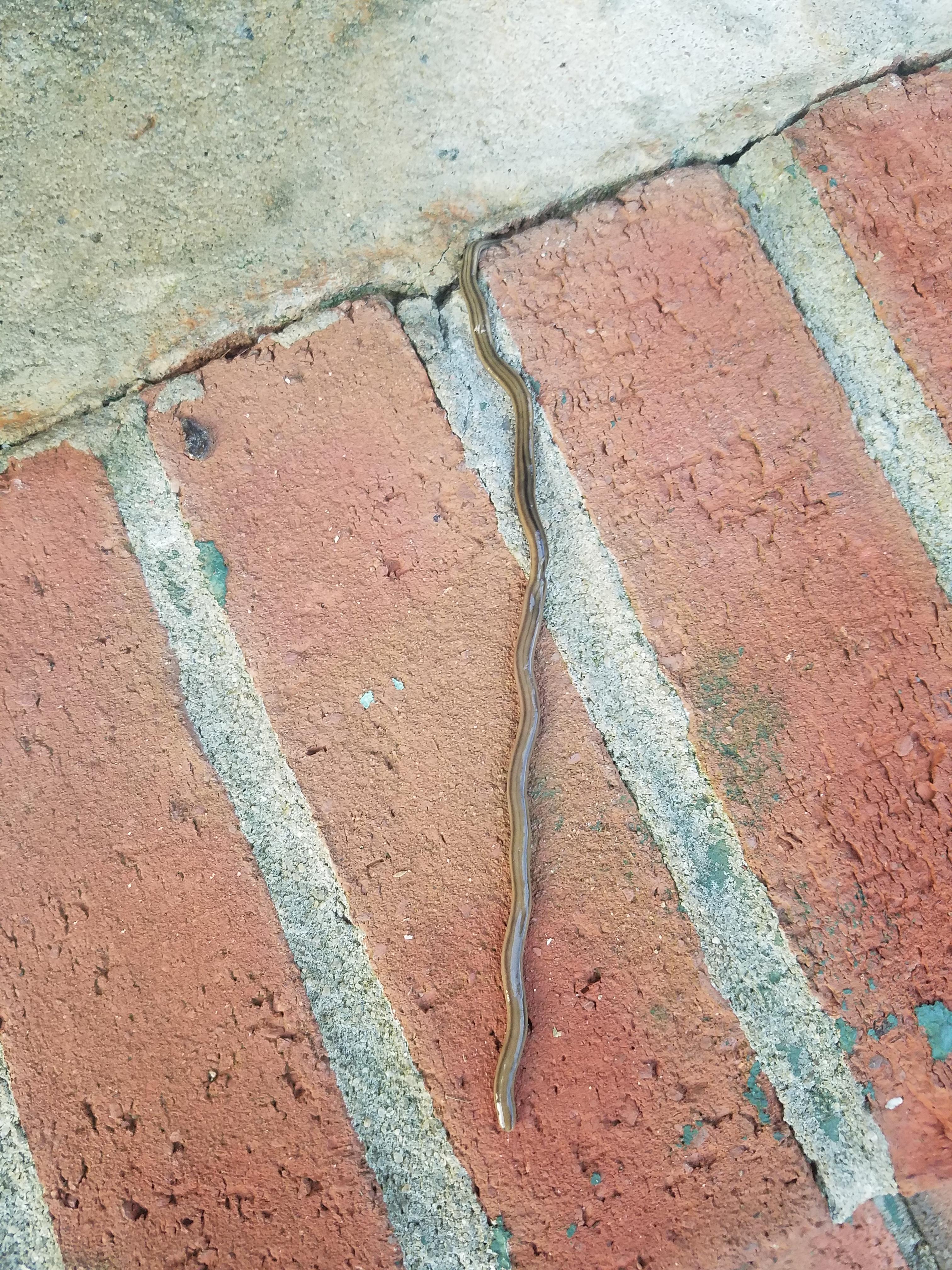 Baby snake going into the crack on my porch. I thought it was a really