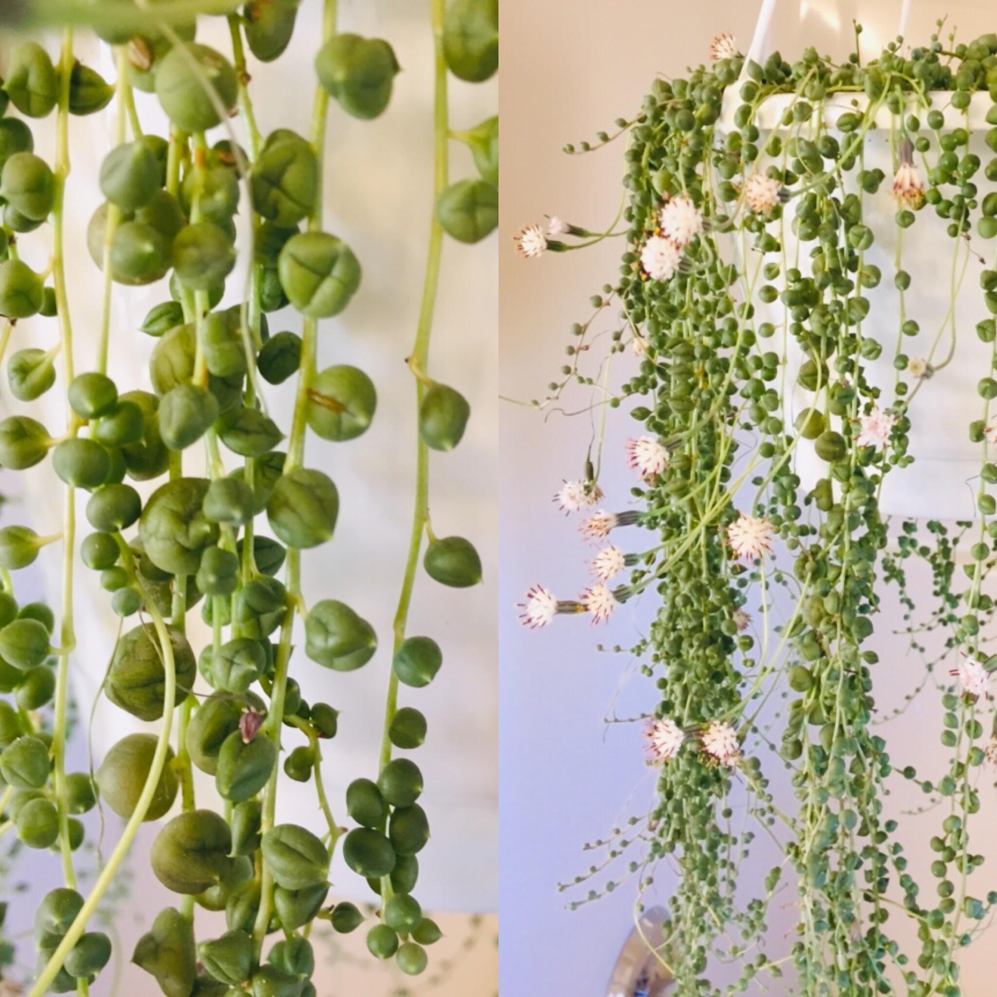 Noticed some shriveling on my string of pearls.. maybe I went too long