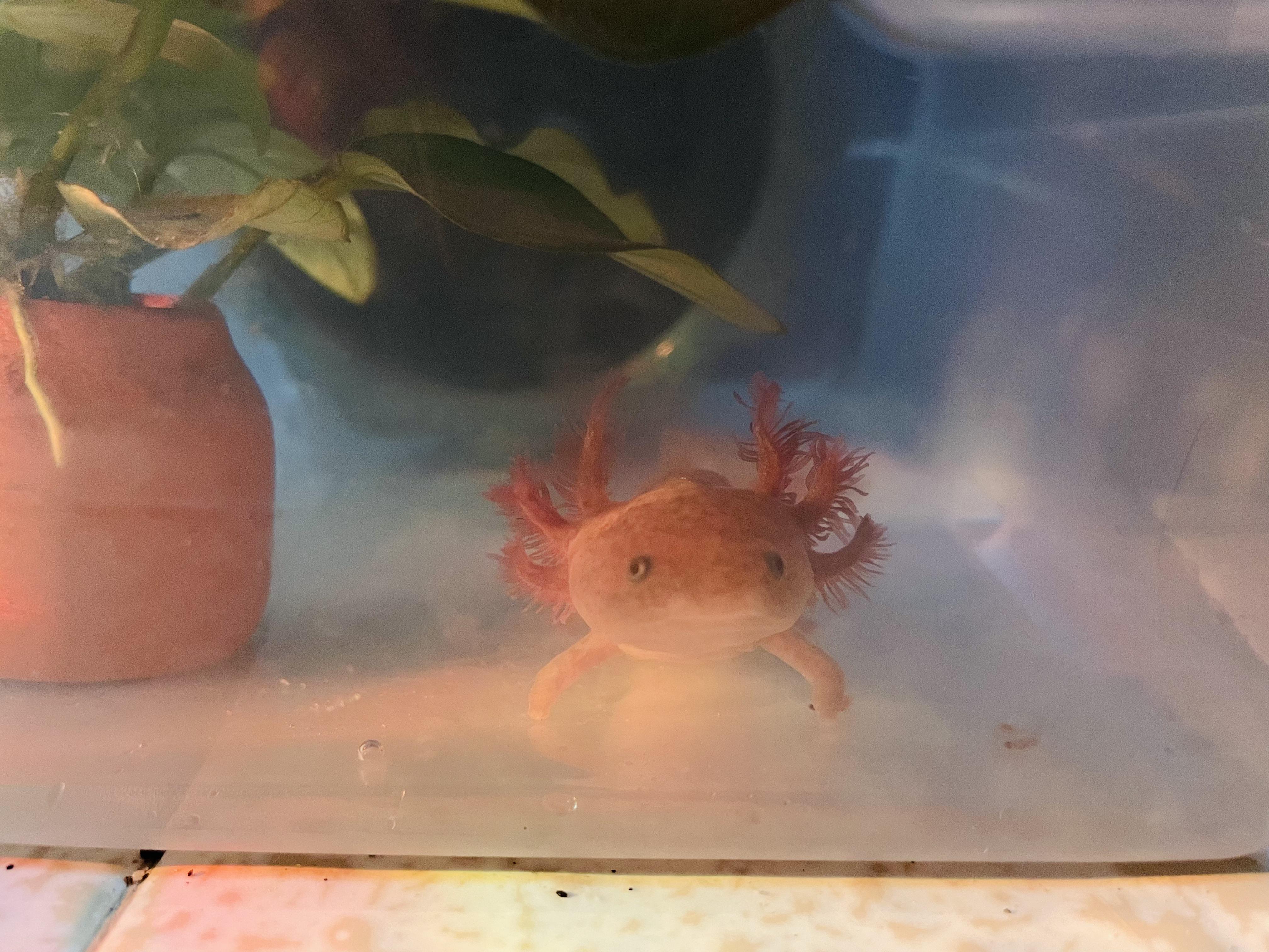 Tub life. r/axolotls