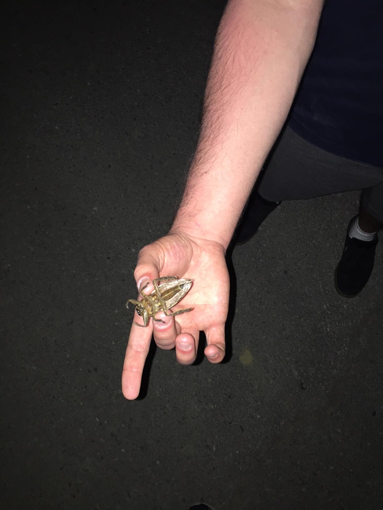 Large Flying bug found in Central Maine towards the coast. Not sure what type of bug it is. r