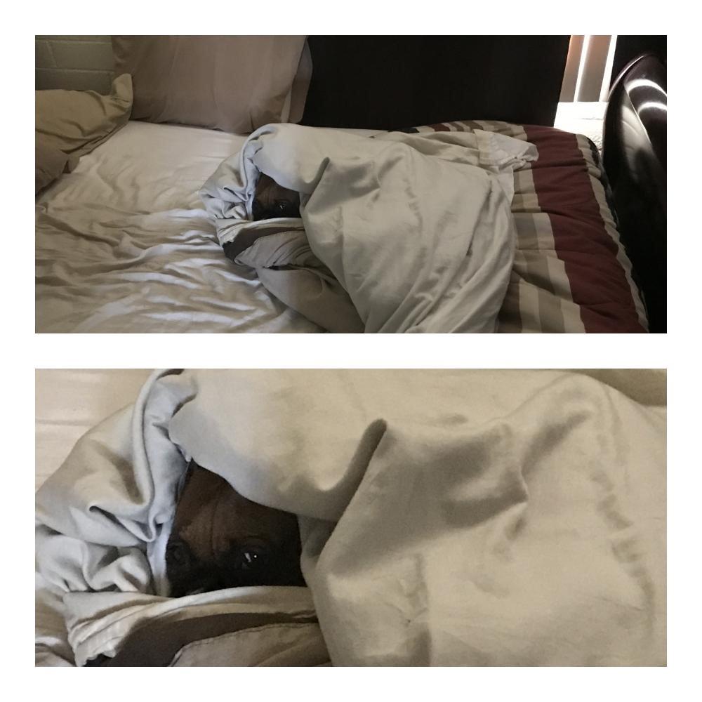 Snuggling up under the covers. r/Boxer