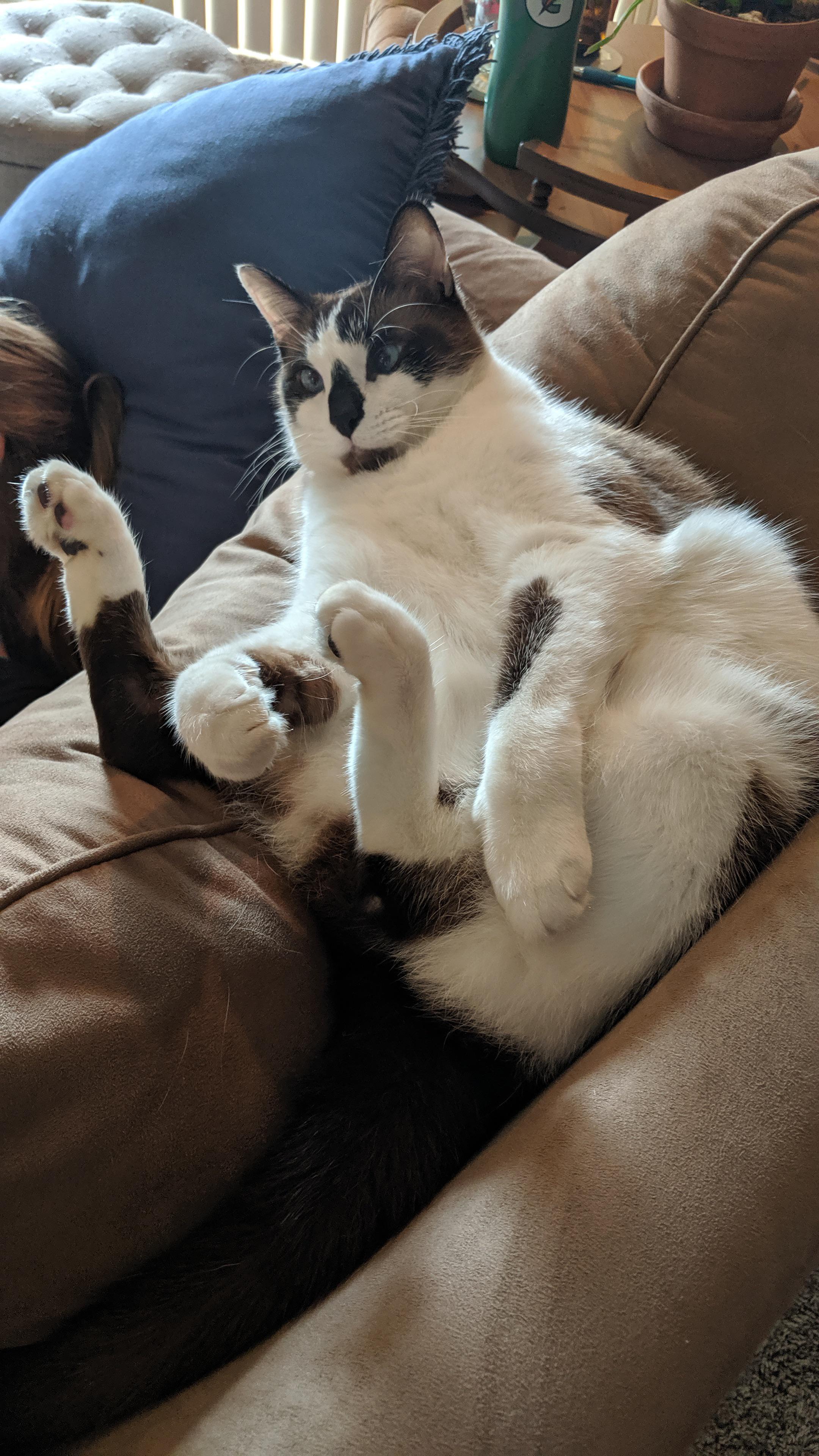 Even tho he’s not 100 Siamese, his personality is! Siamesecats