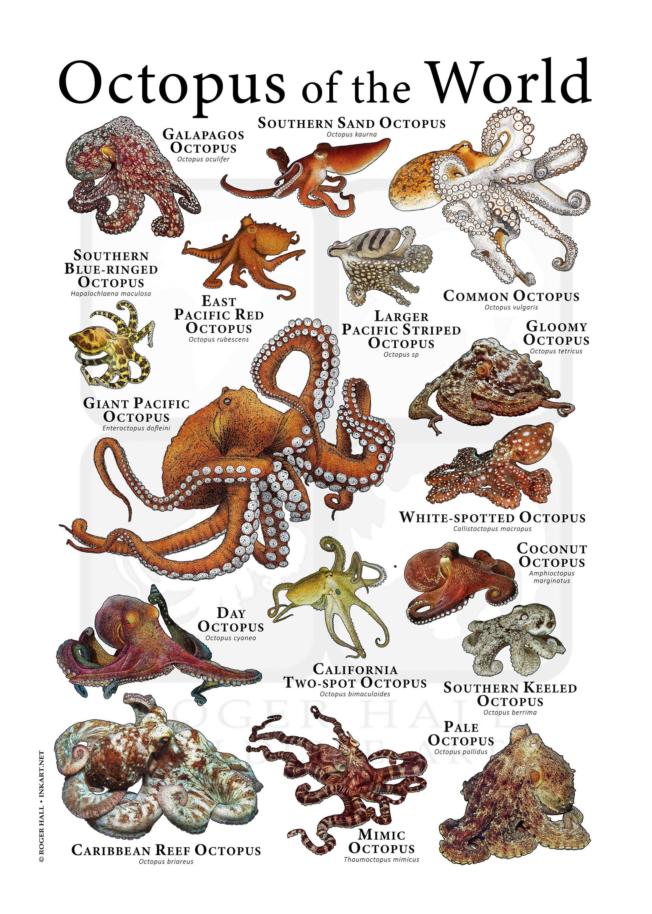 What Is A Octopus Called In Afrikaans at Diane Hollier blog