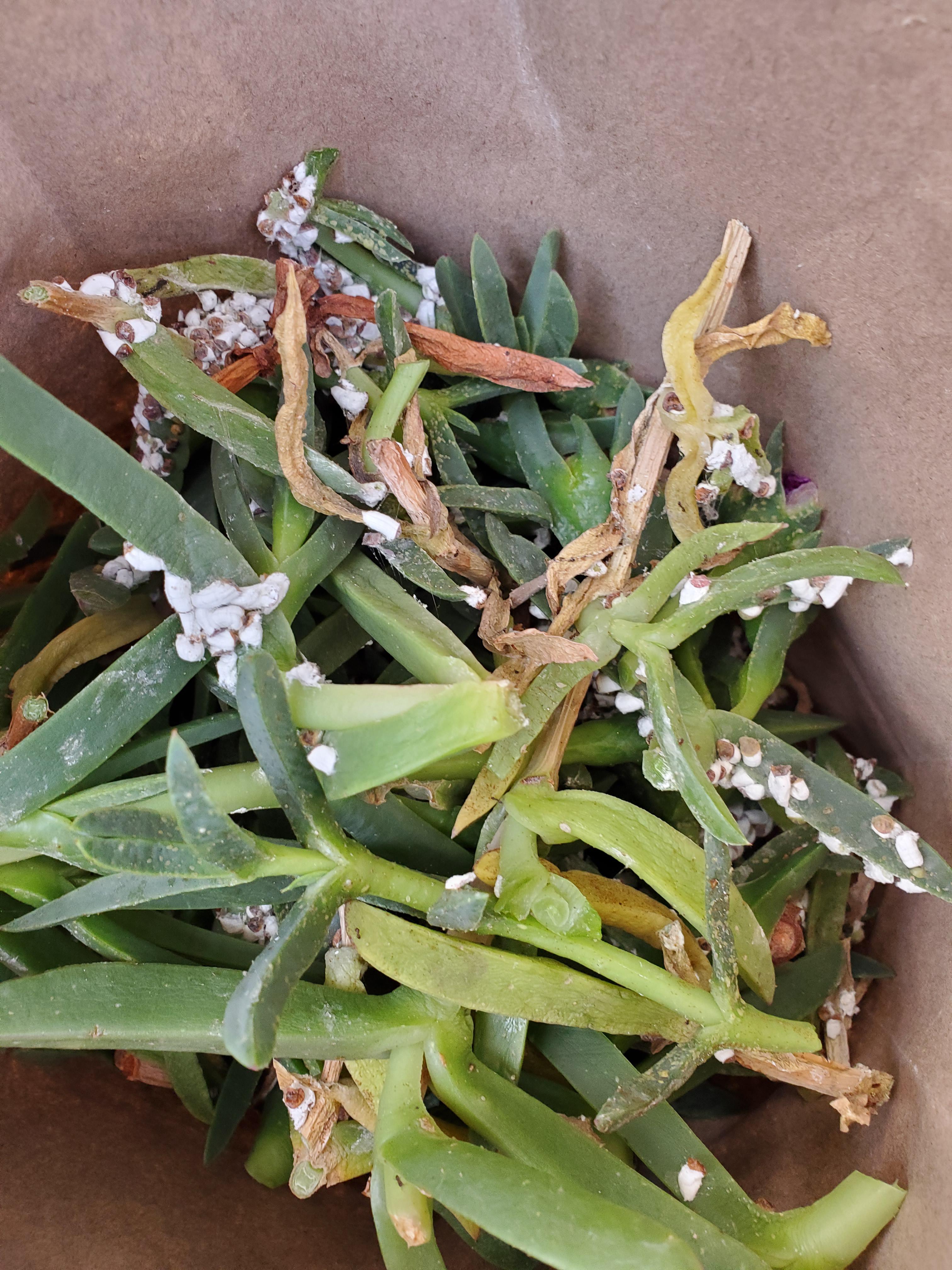 What is wrong with my ice plant? r/plantclinic