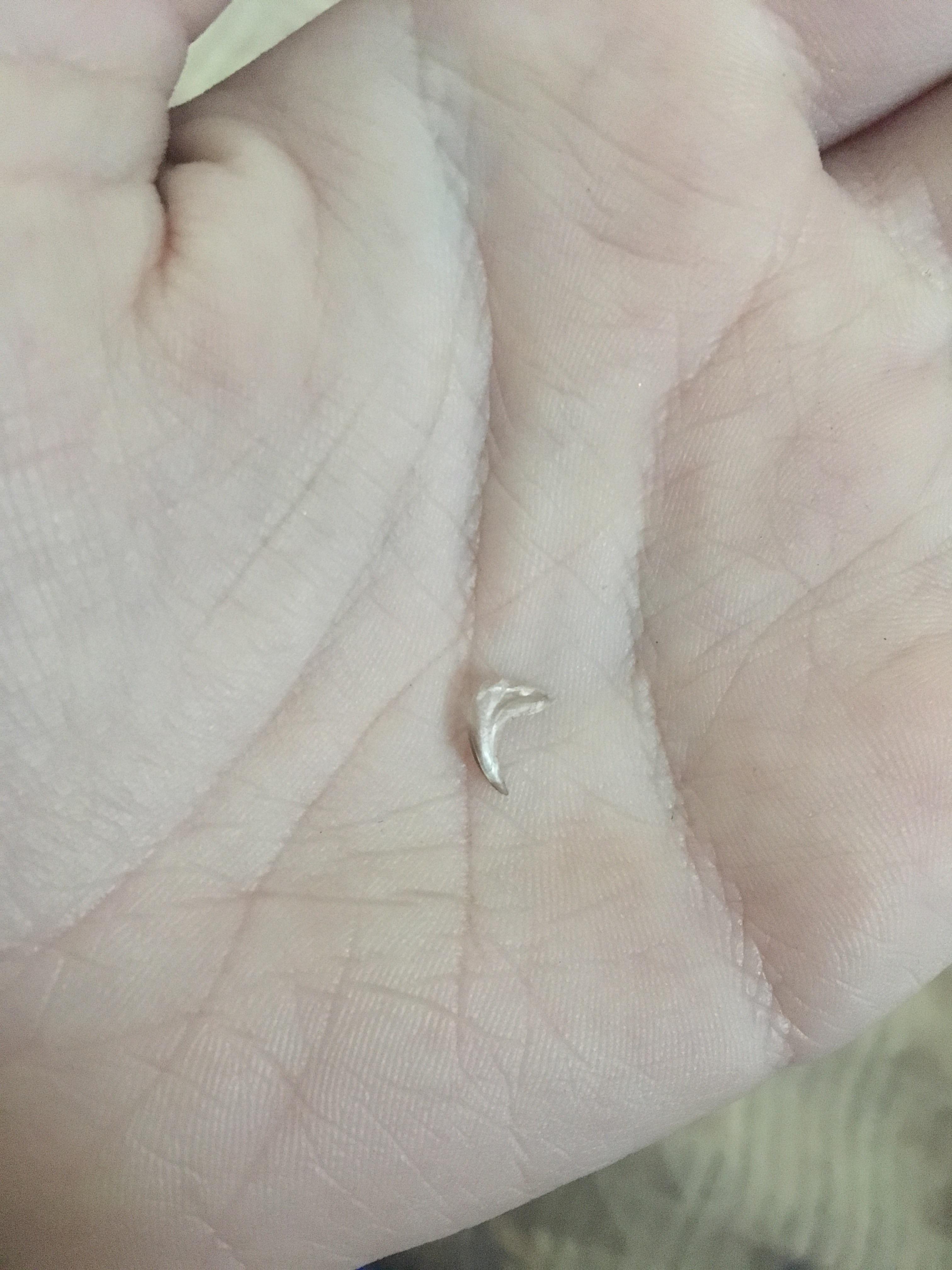 Found this on my cat, looks like a claw but it has some type of coating