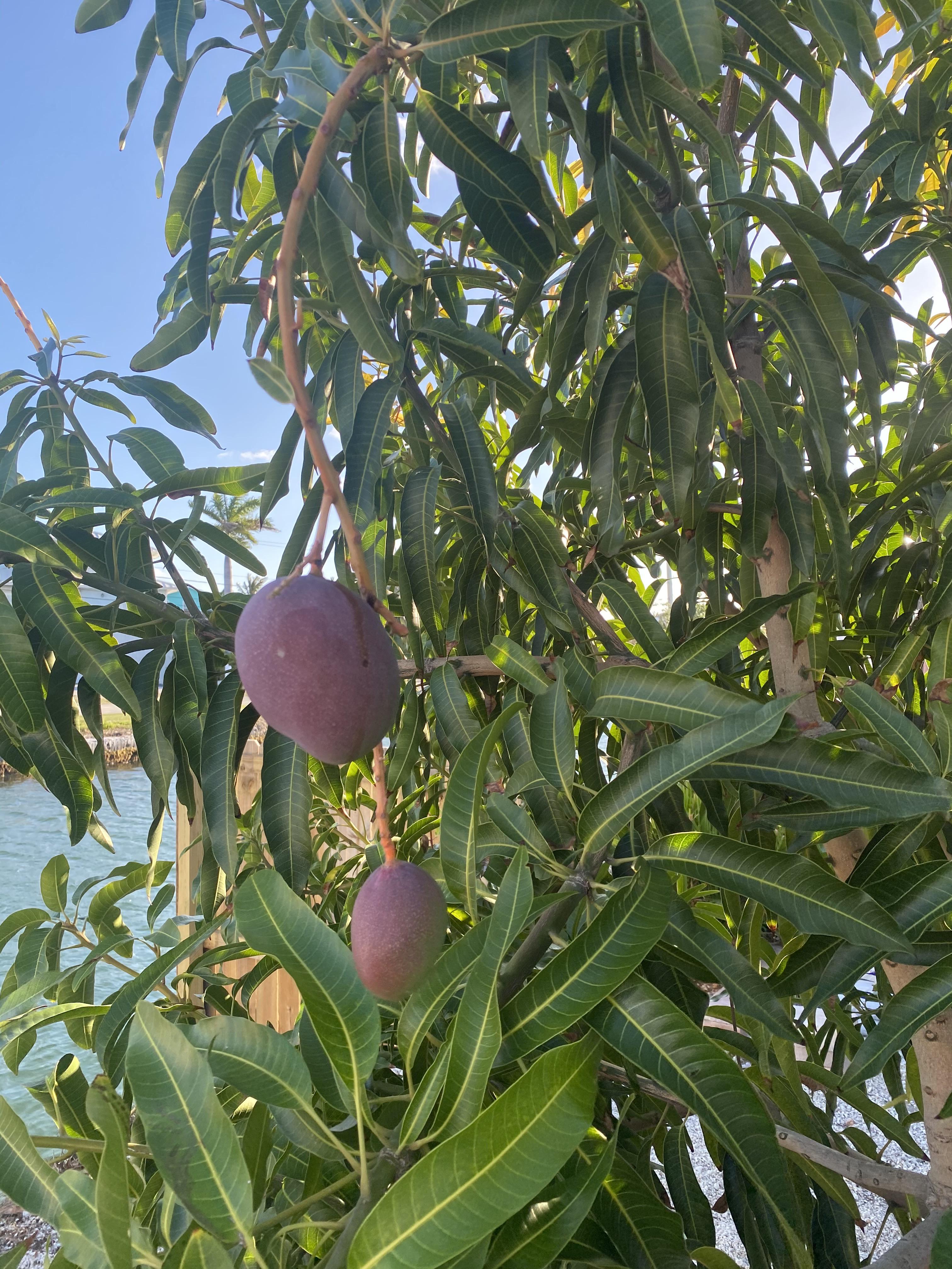 Is it possible to get and ID on this species of mango tree? Florida