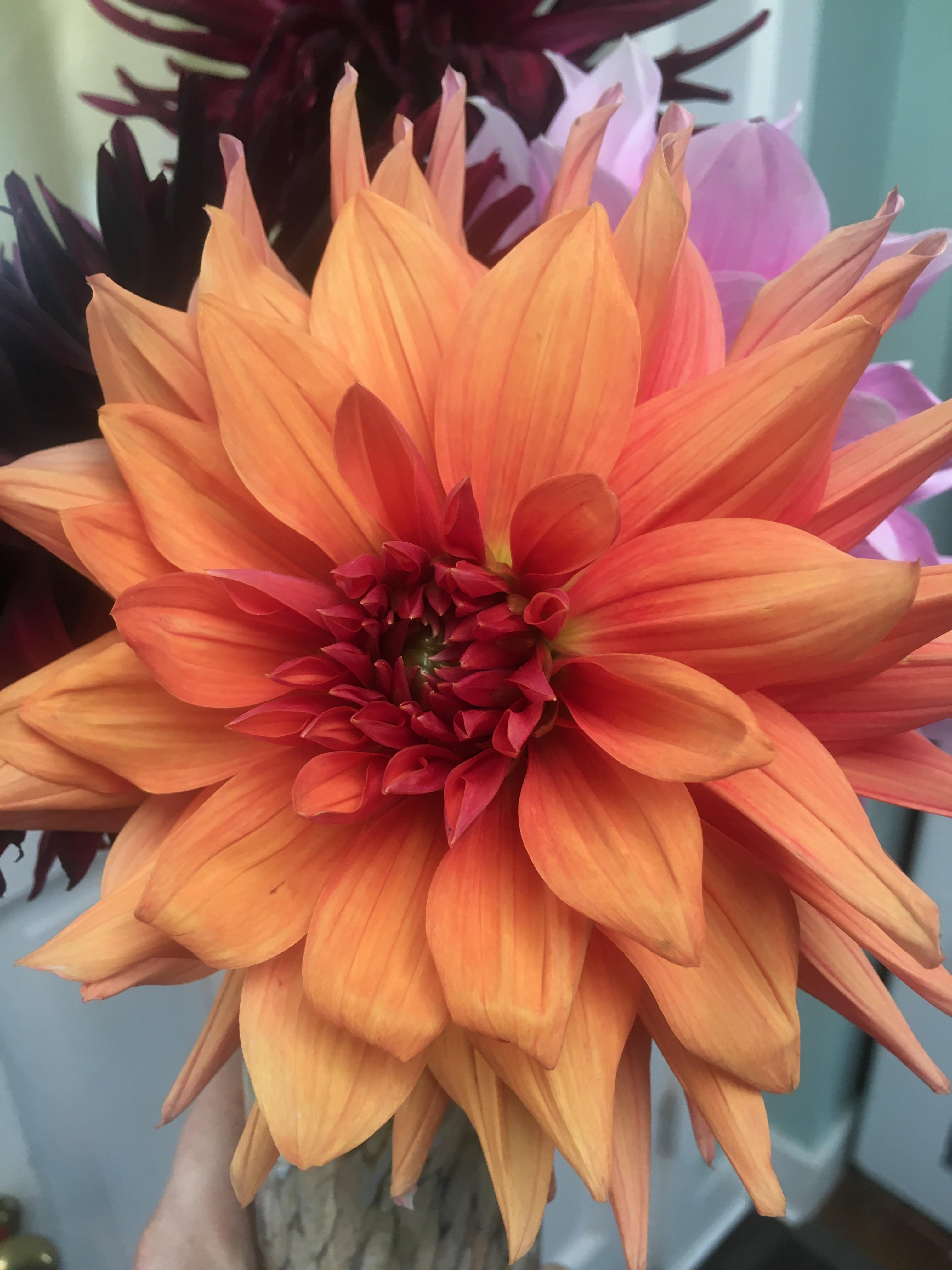 Ben Houston r/dahlias