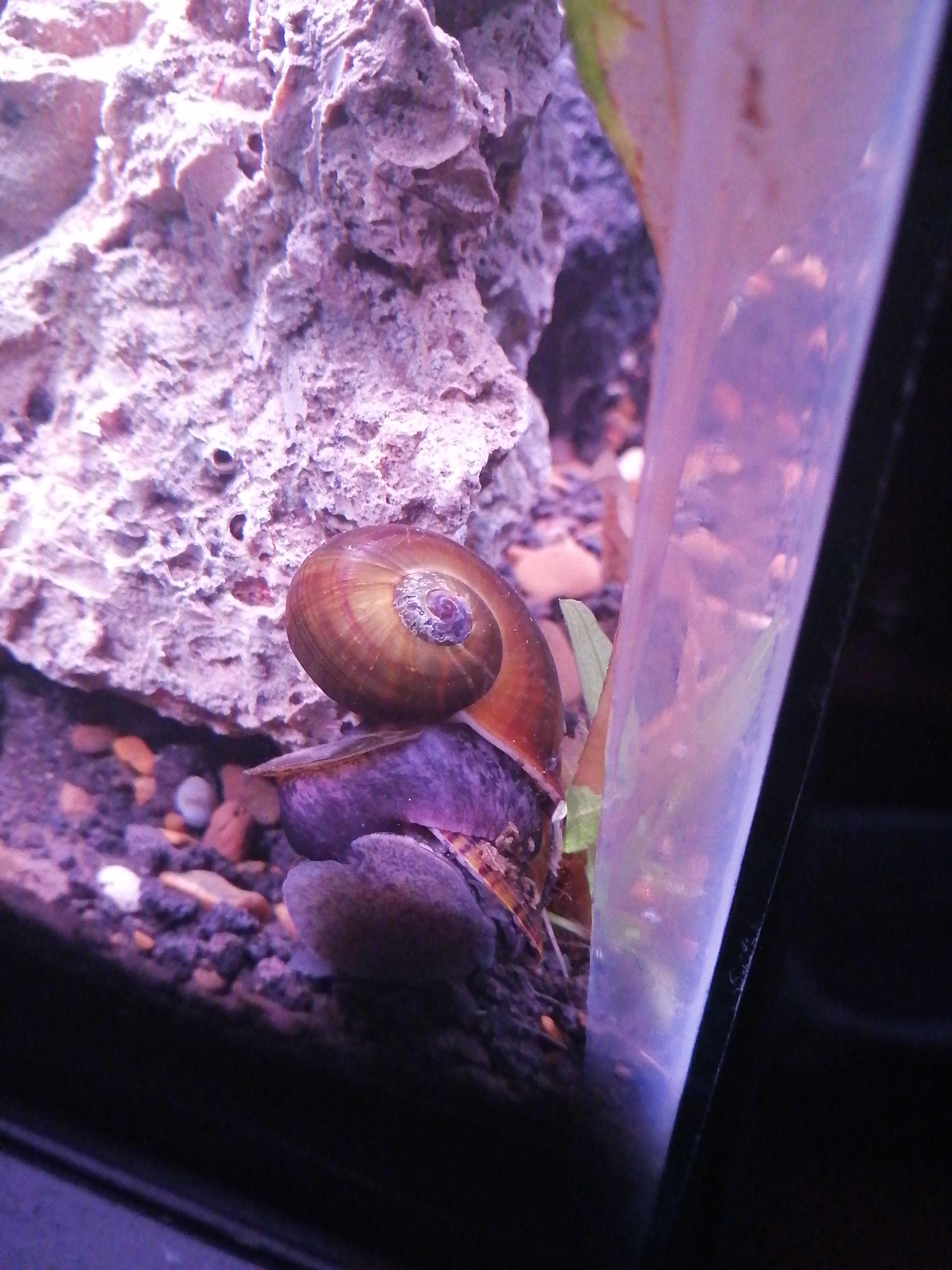 My mystery snails have been on top of each other for 12 hours without