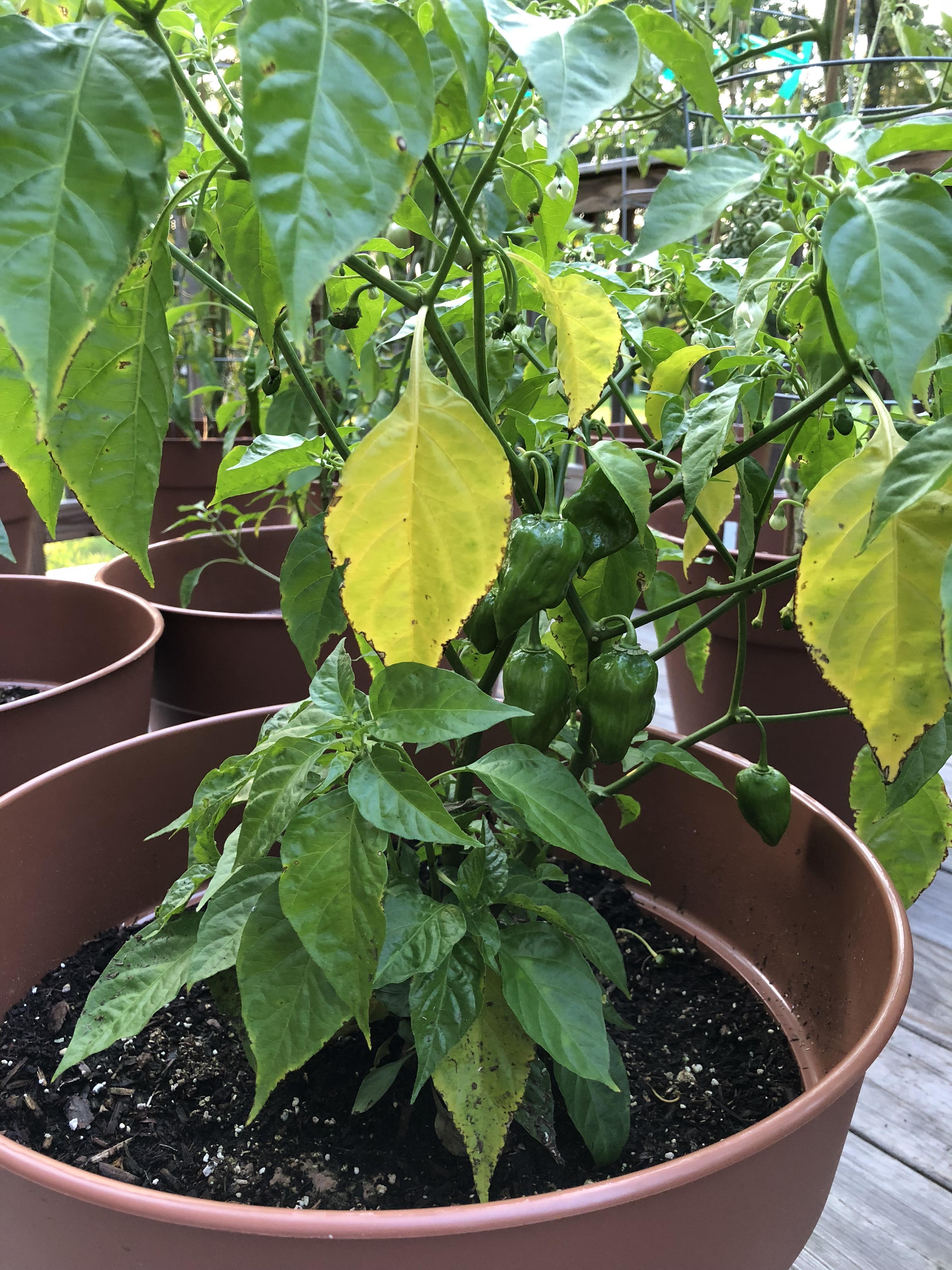 Hate to be that person but does anyone know why my habanero plants are