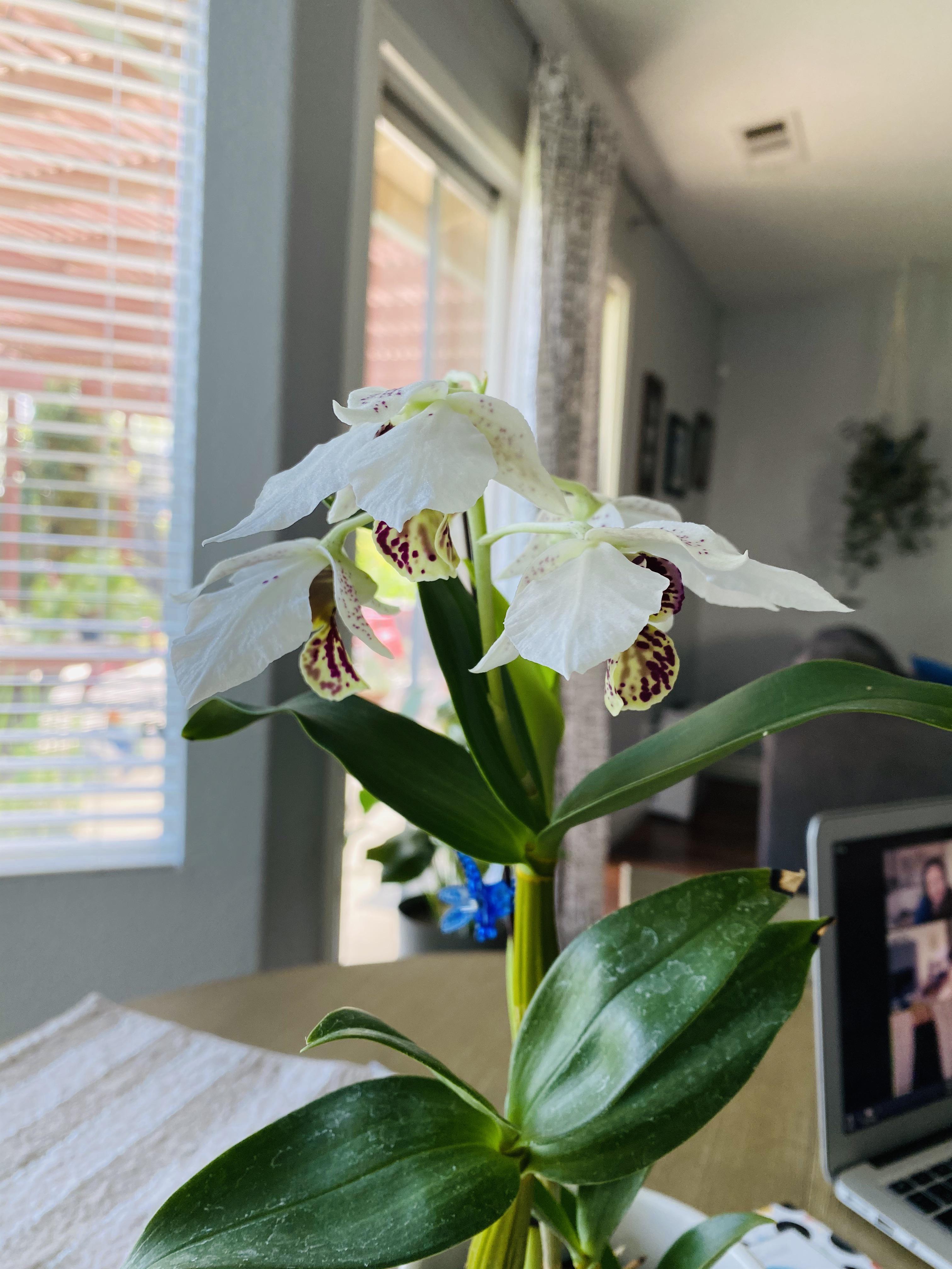 Any ideas? Flowers bloomed but droopy. r/orchids