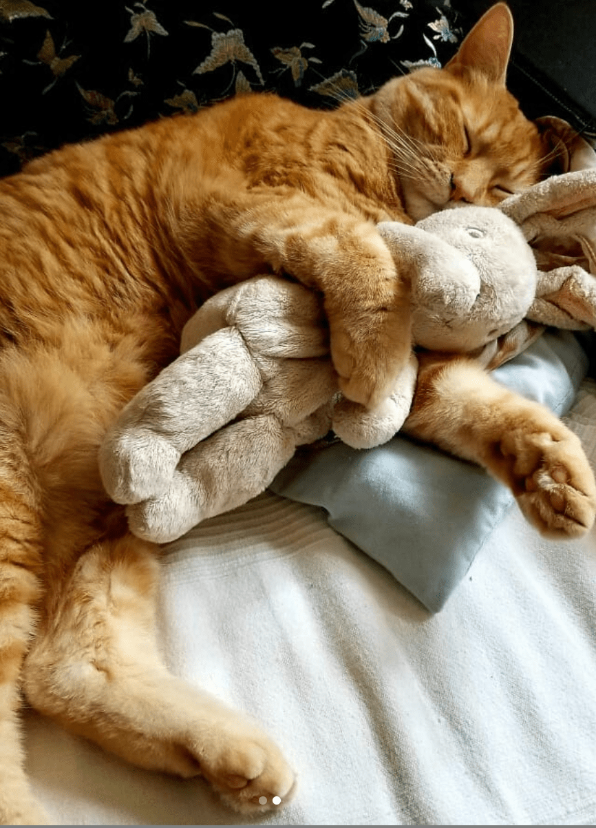 My friends cat loves to sleep with his stuffed toy, I thought more