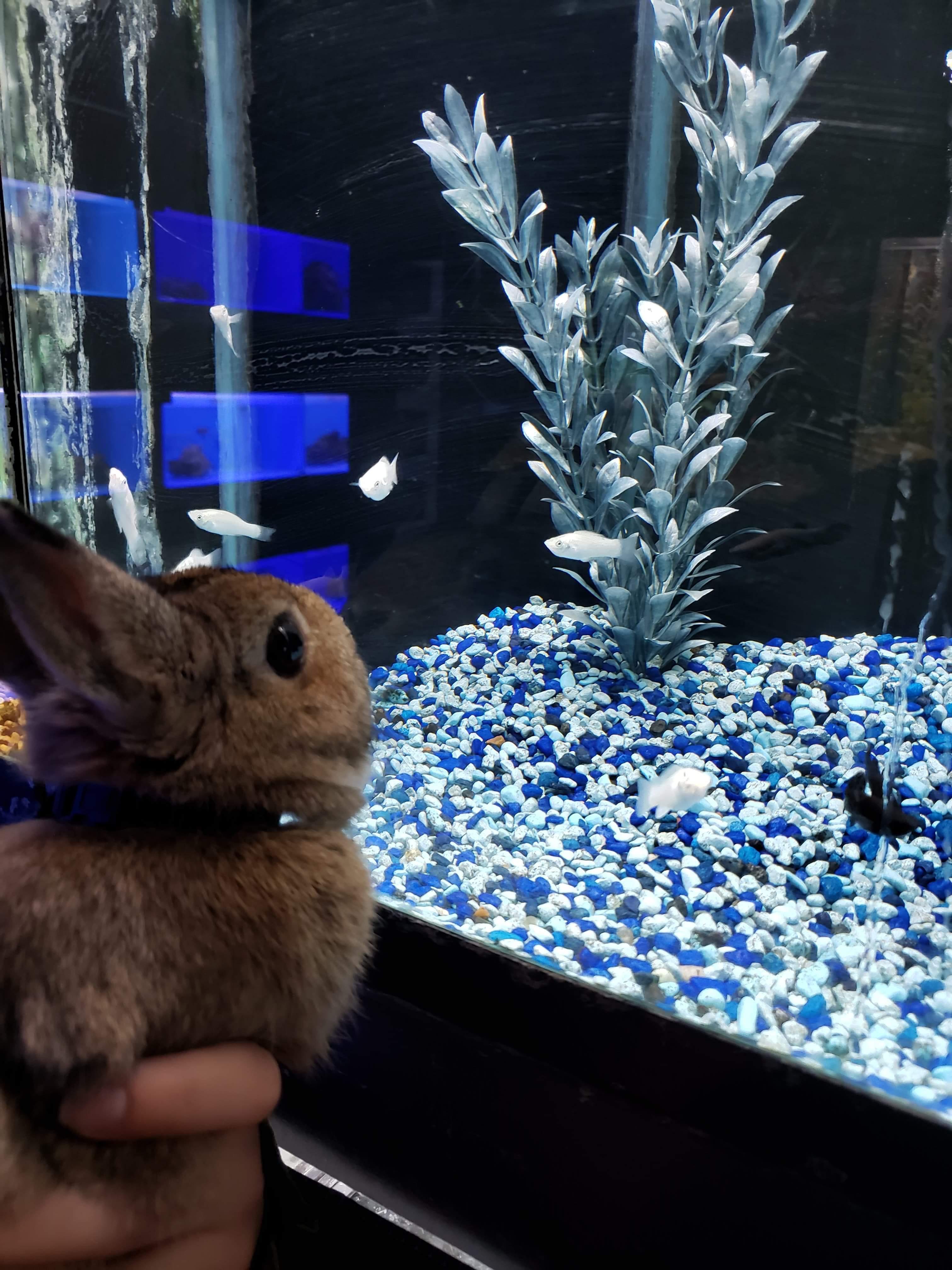 Fish friends r/Rabbits