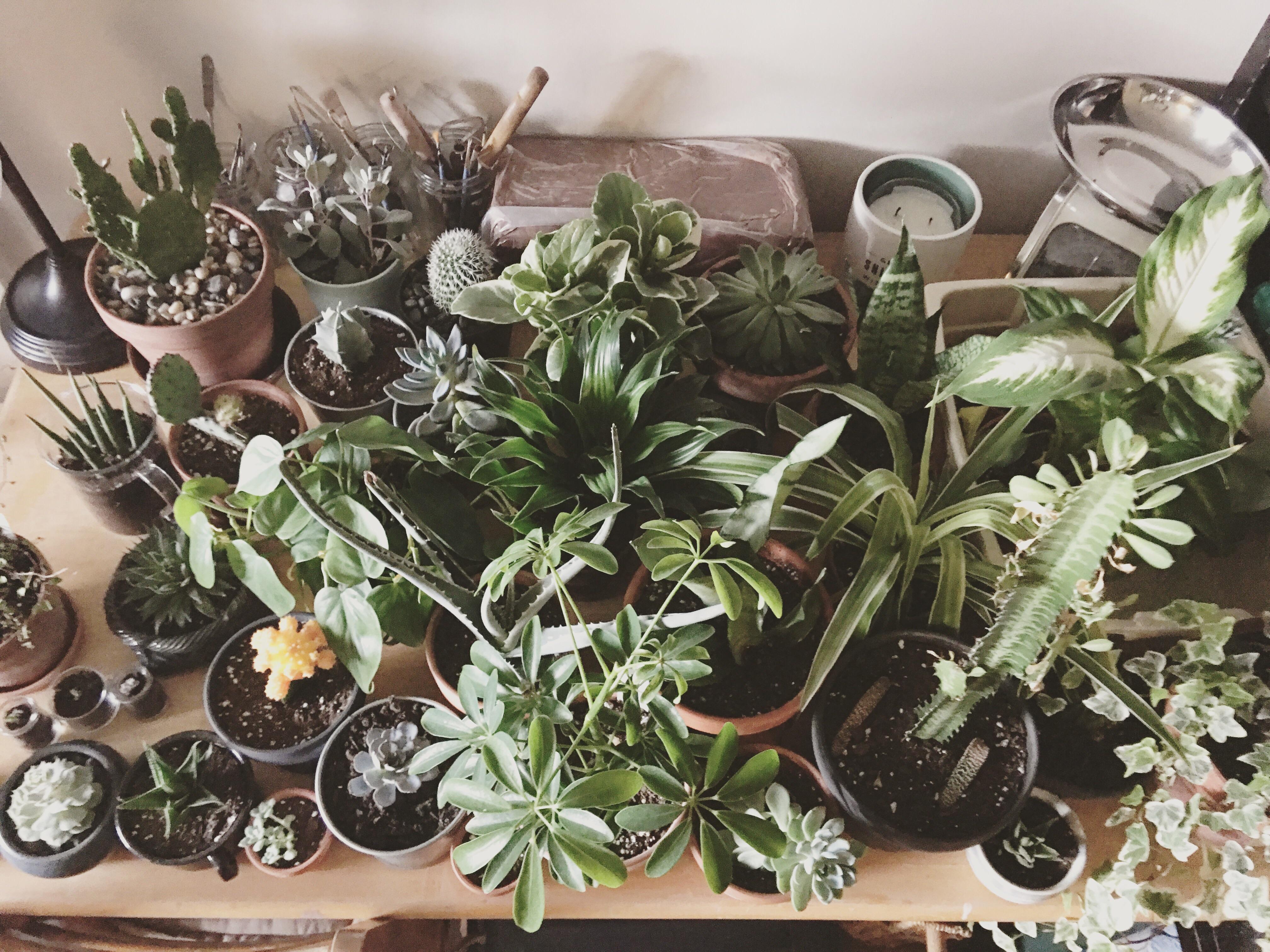 First post on reddit. I use indoor gardening as a way to manage my anxiety and panic attacks