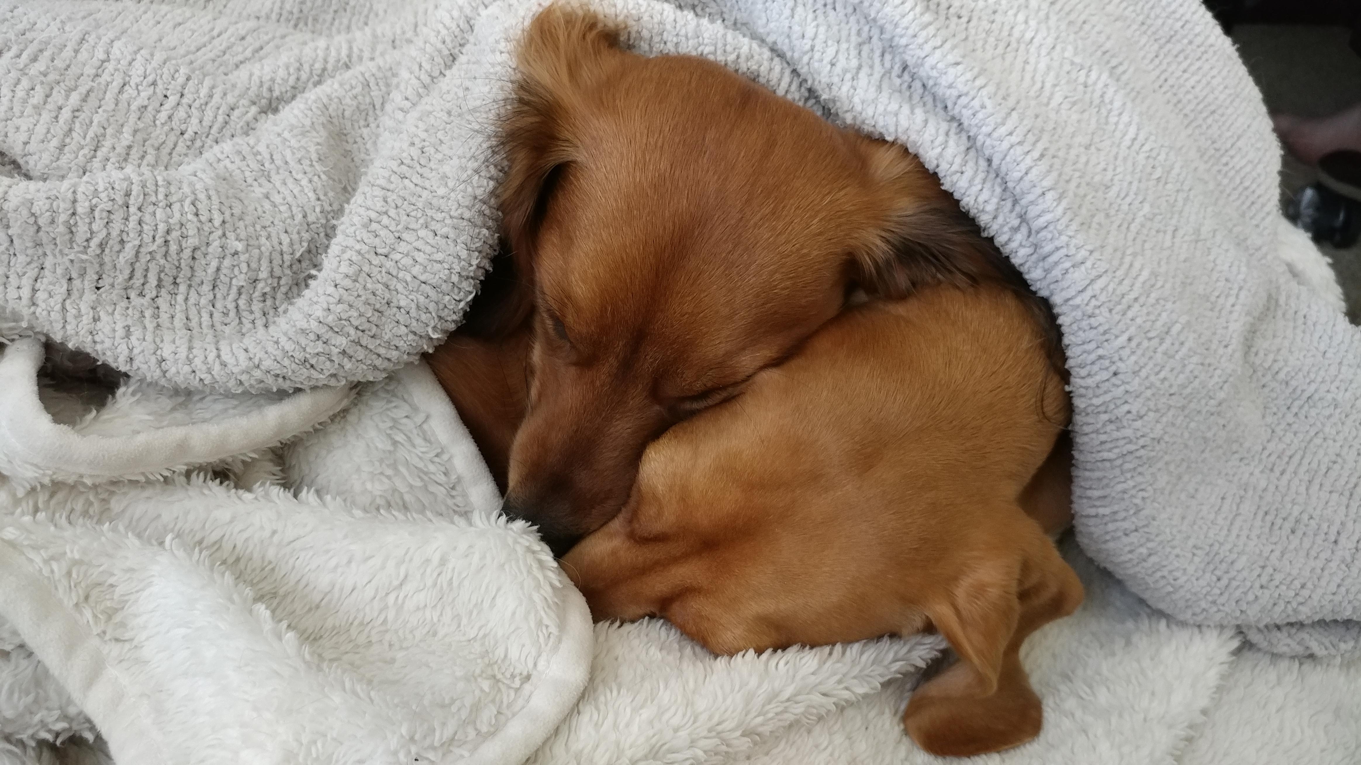 Snuggle buddies! My two dachshunds staying warm. r/aww