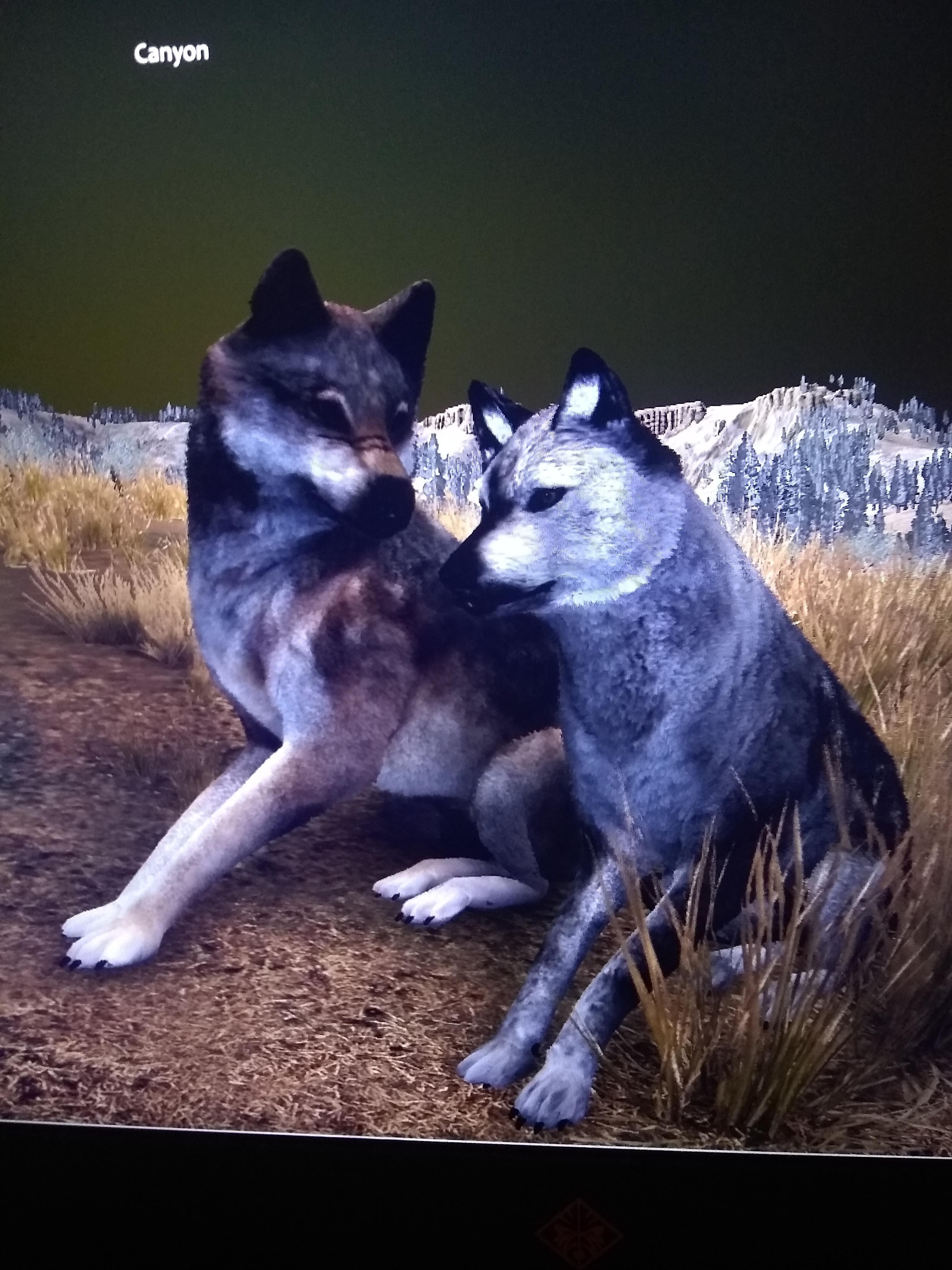 My mate always look at me that way r/WolfQuestGame