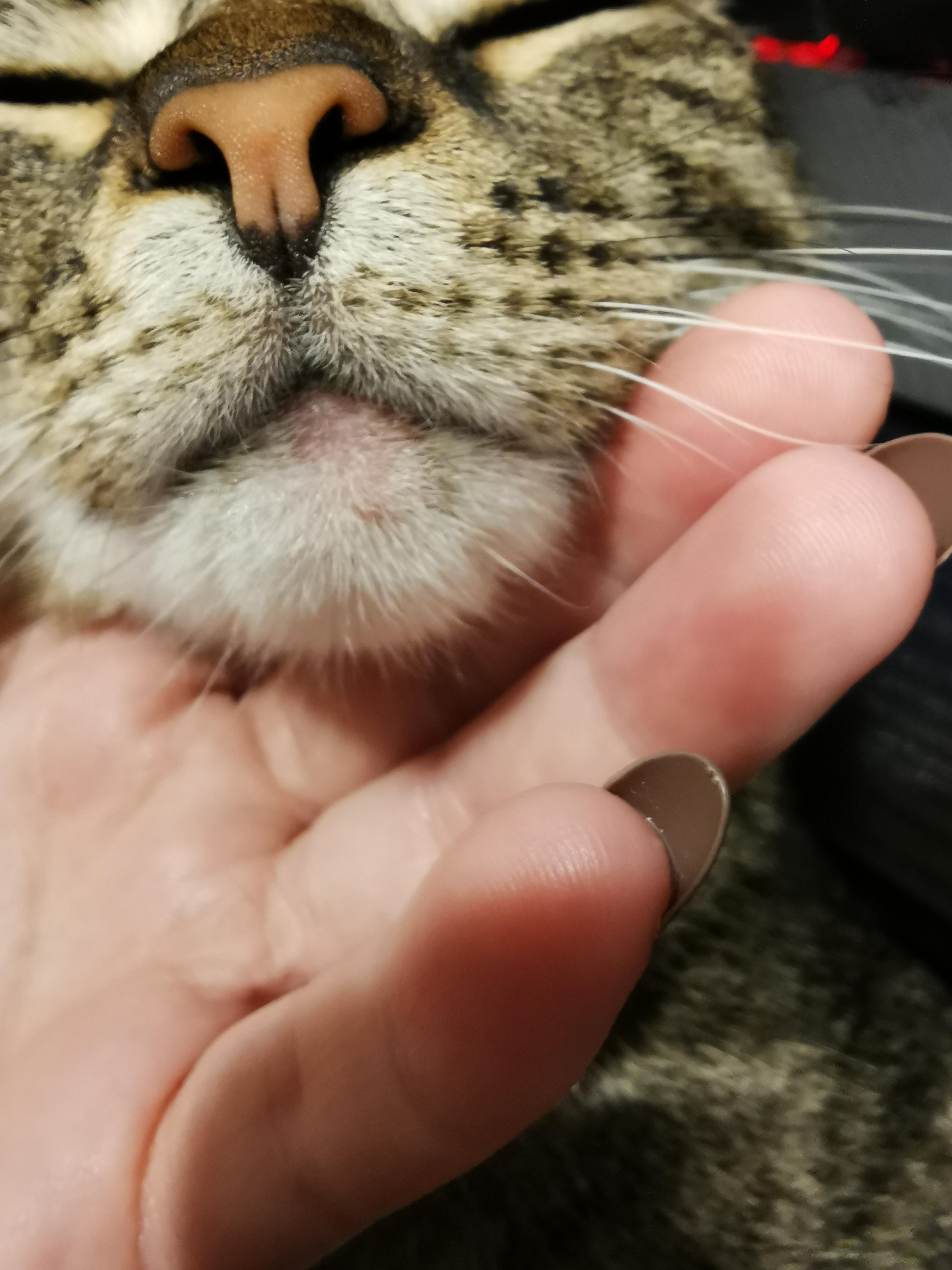 I noticed earlier my cat has a pink area under his mouth and it feels