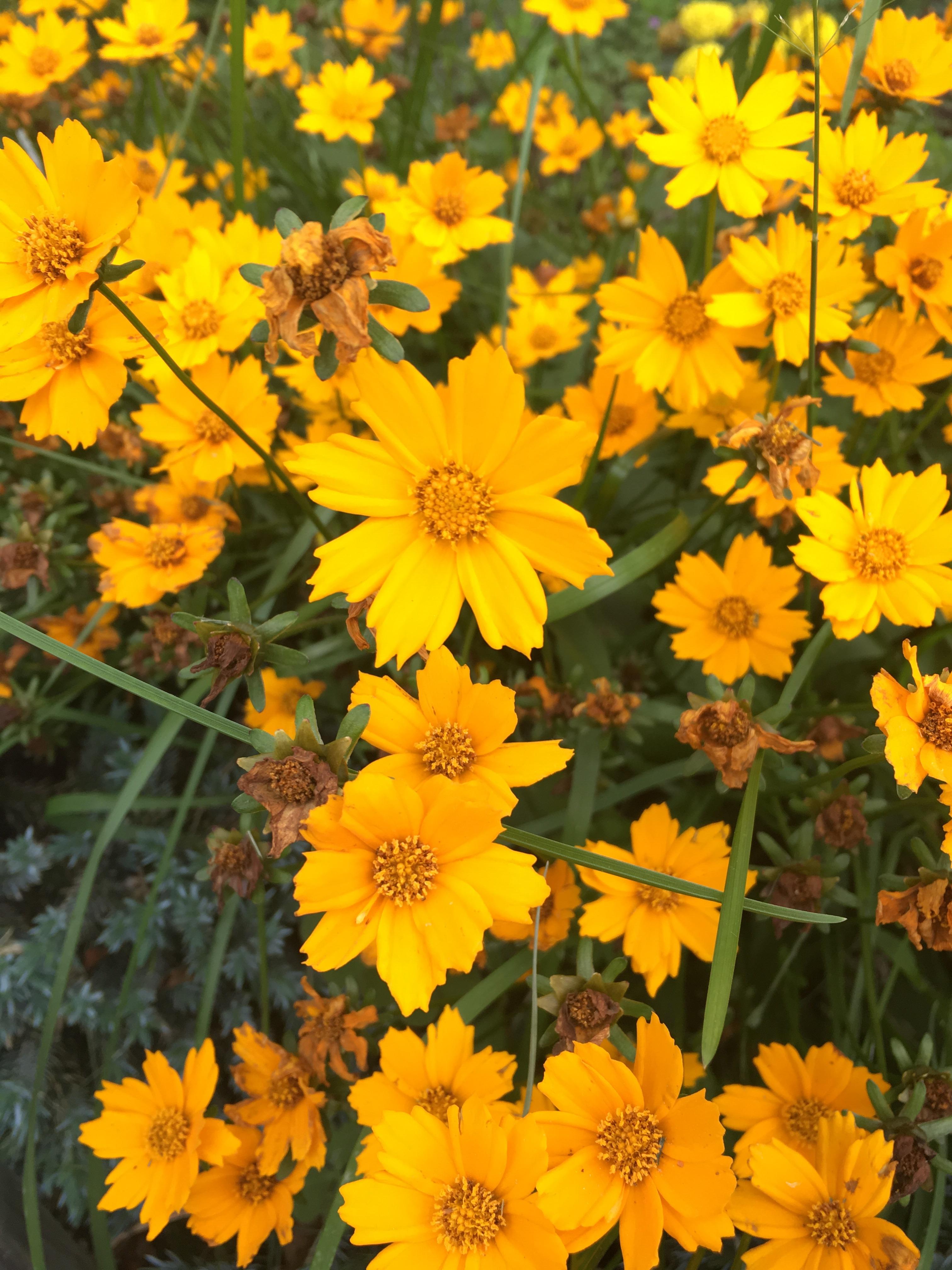 Taylah Dellit Simply The Best Flowers Martinsville Virginia Flowers