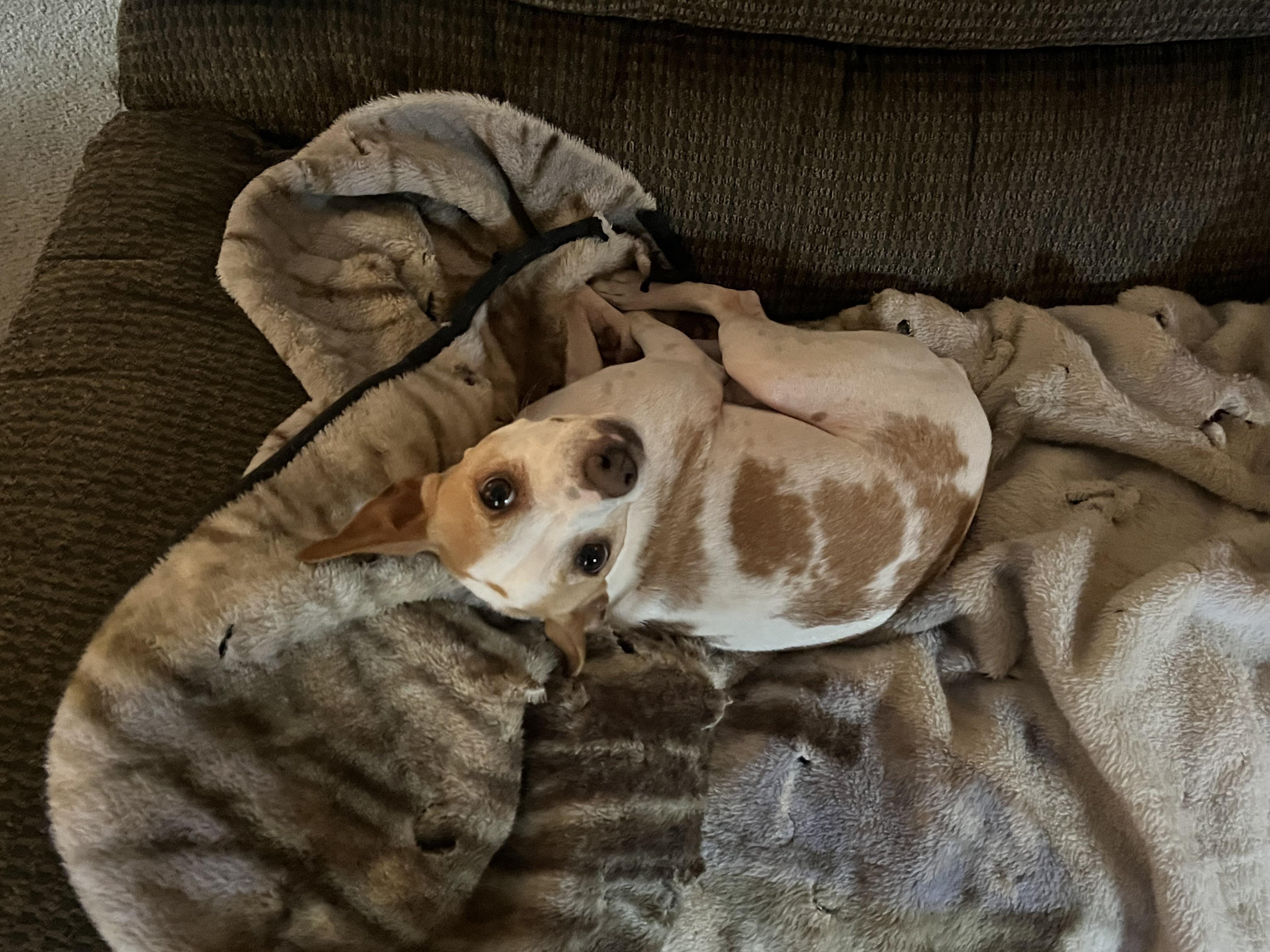 Grandmas dog 👍 r/SupermodelDogs