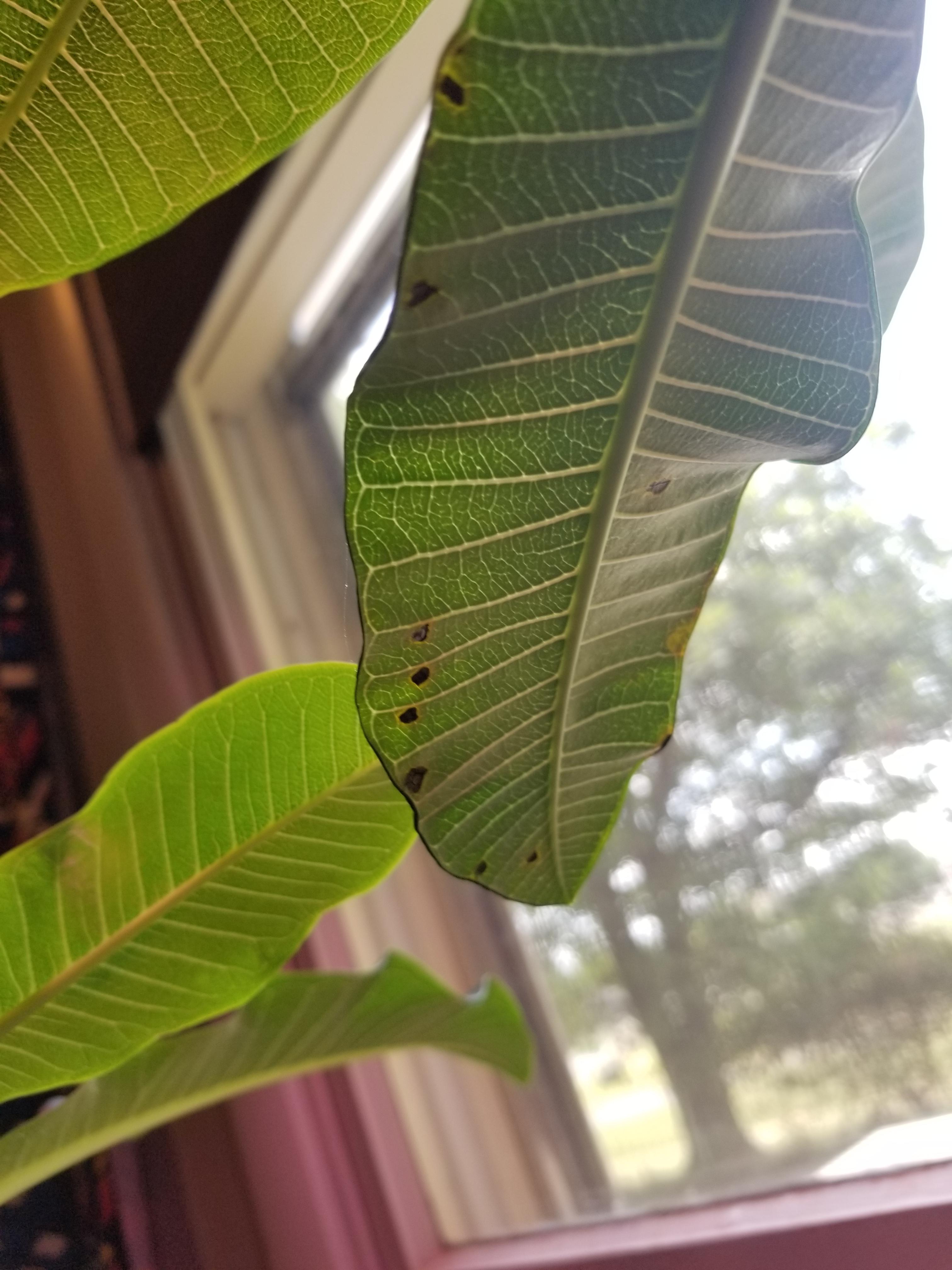 Black Spots On Plumeria Leaves??, 53 OFF