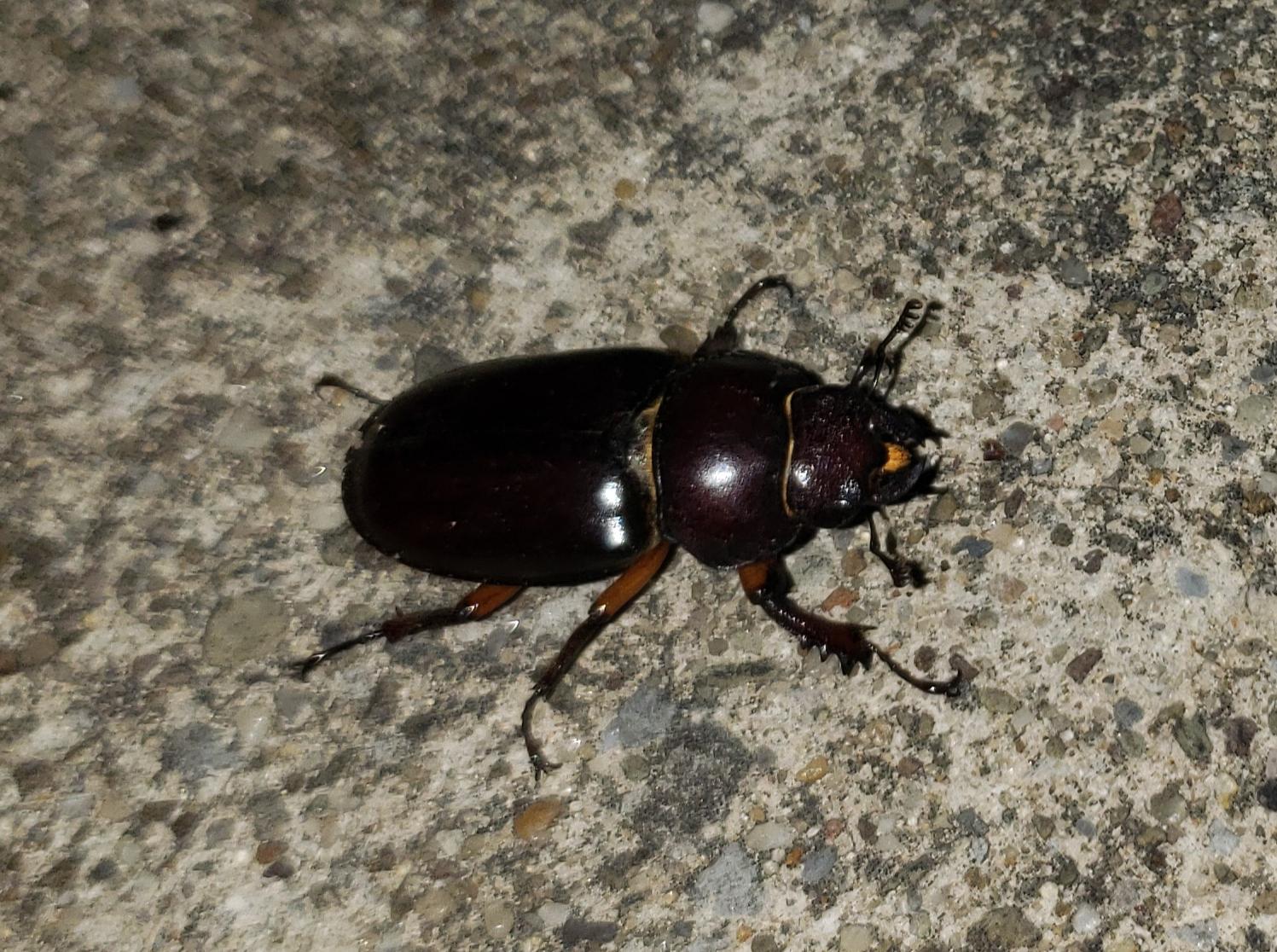 Cute little bugger running through the driveway r/Beetles