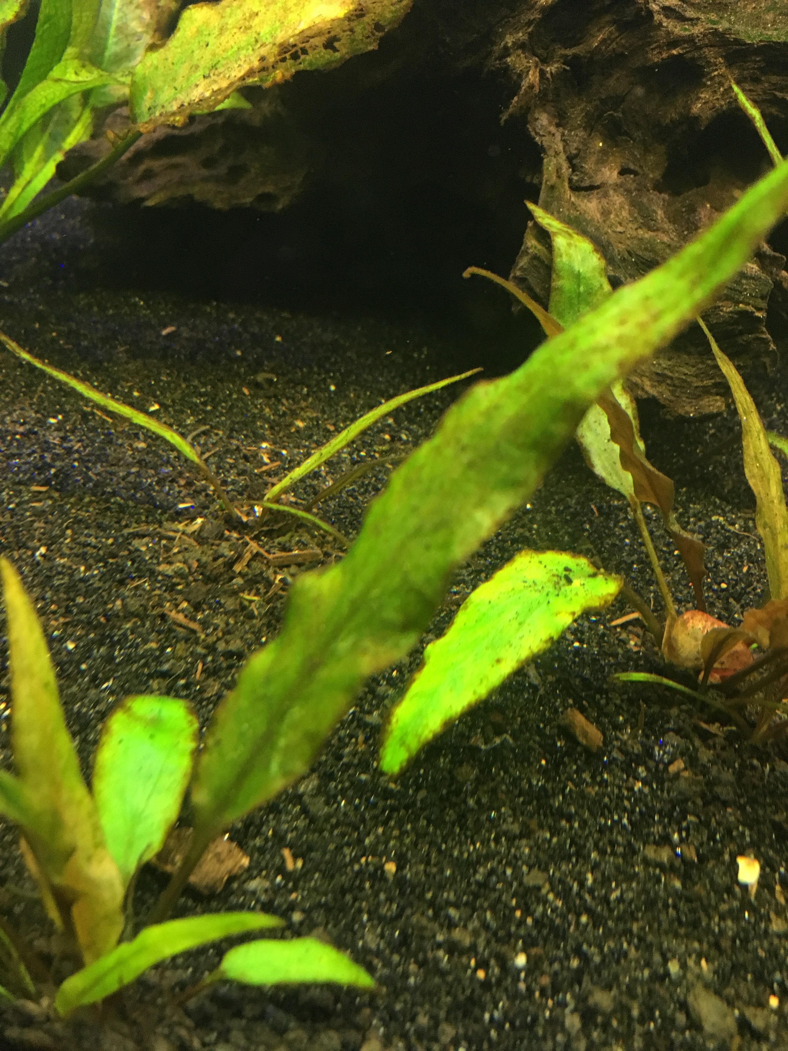 Help some of my freshwater plants started to develop a brown edge and