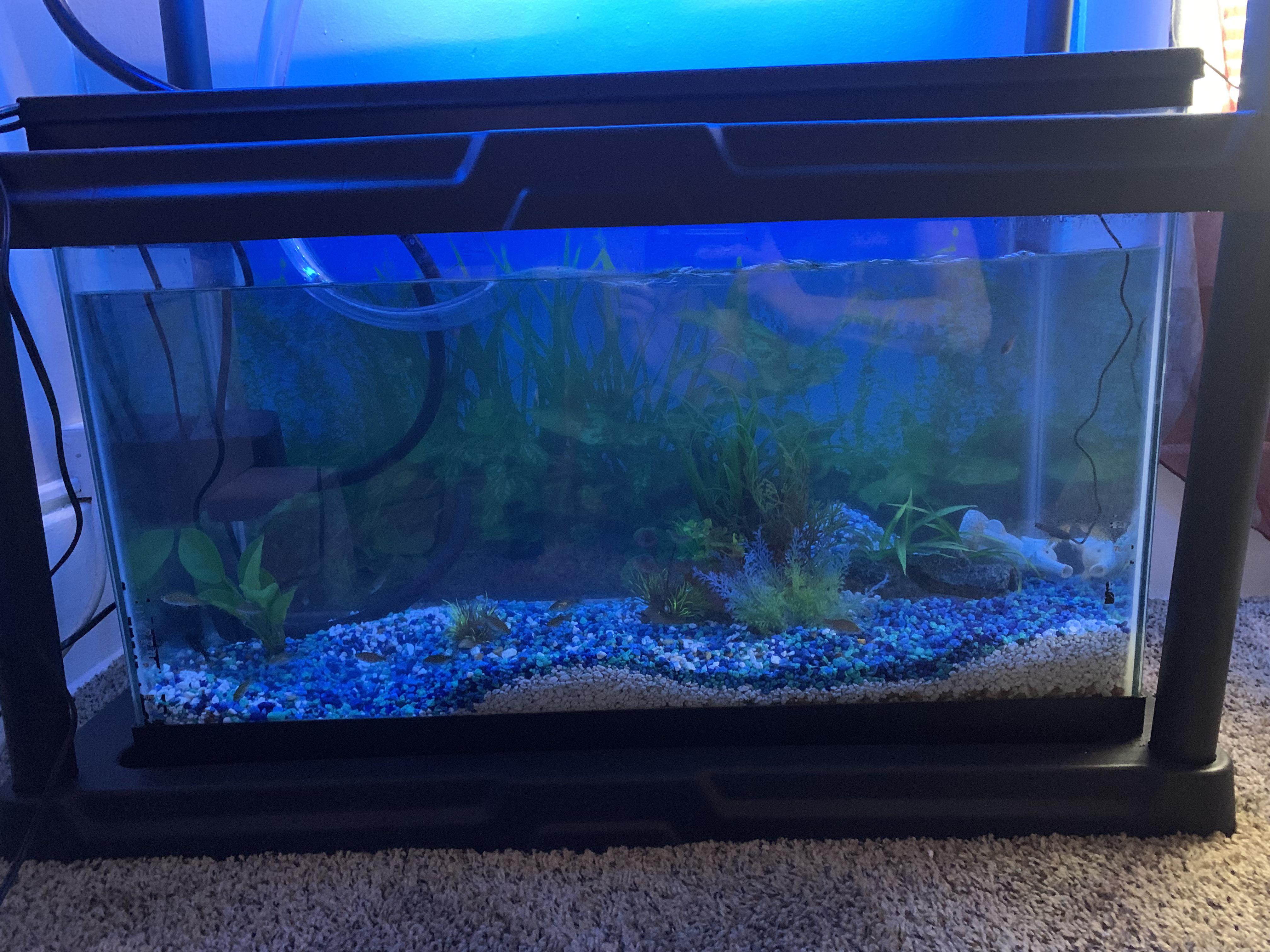 4 month progress pic of my bedroom basil garden aquaponics