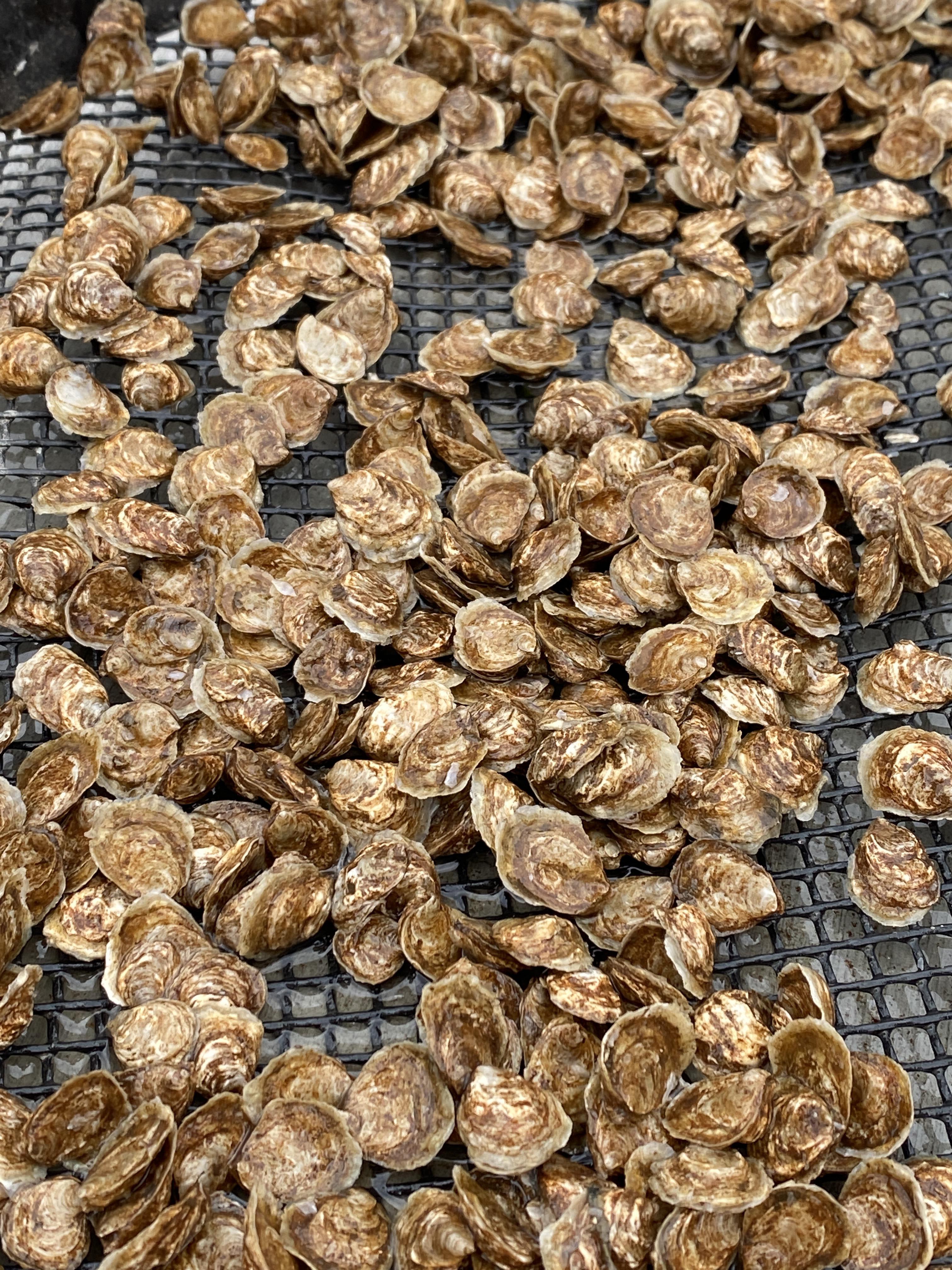 [Oysters are Hermaphrodites] Olympia oysters begin their lives as males