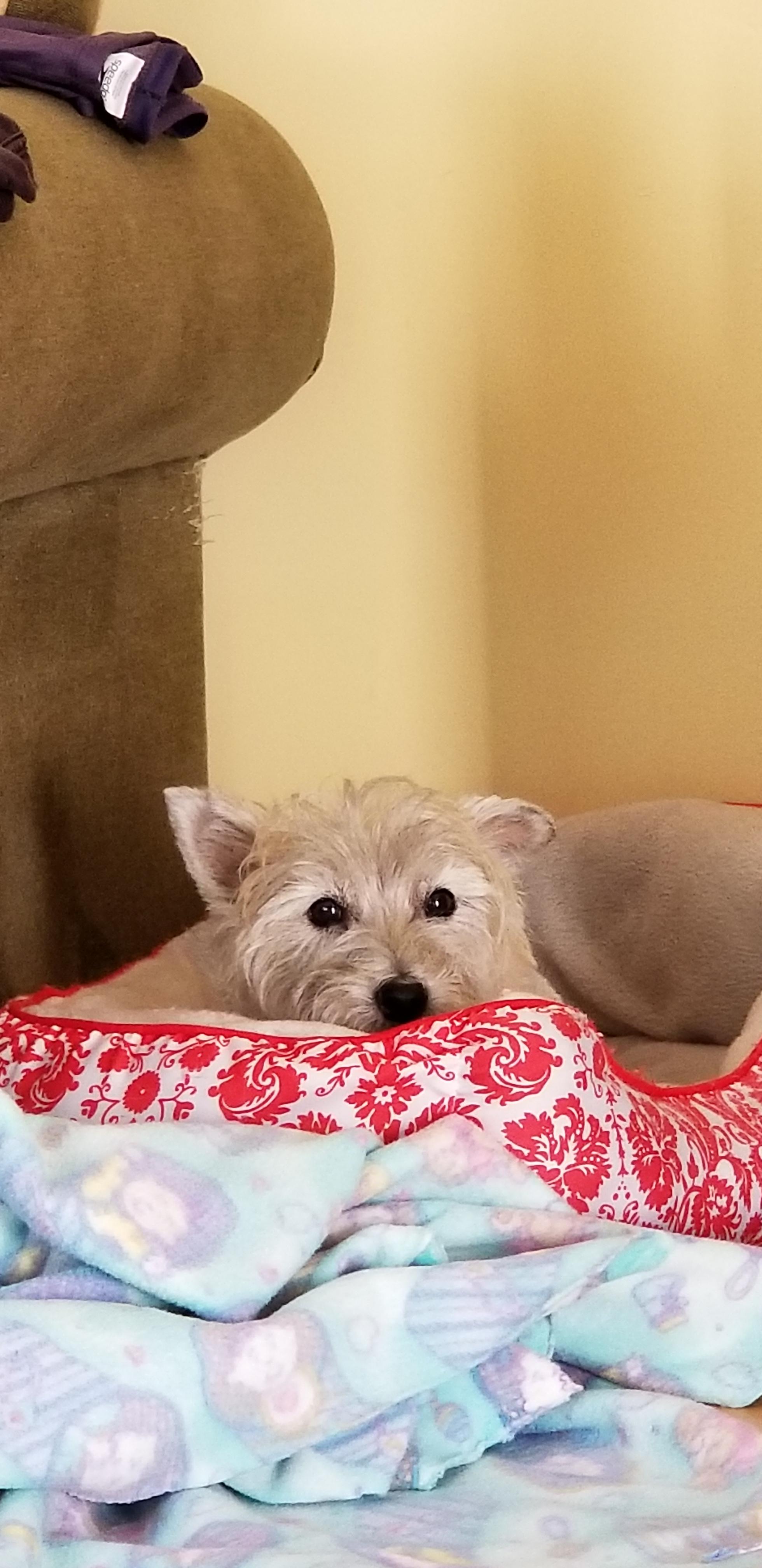 Anyone know why my little guy keeps licking his bed?! He has had 3