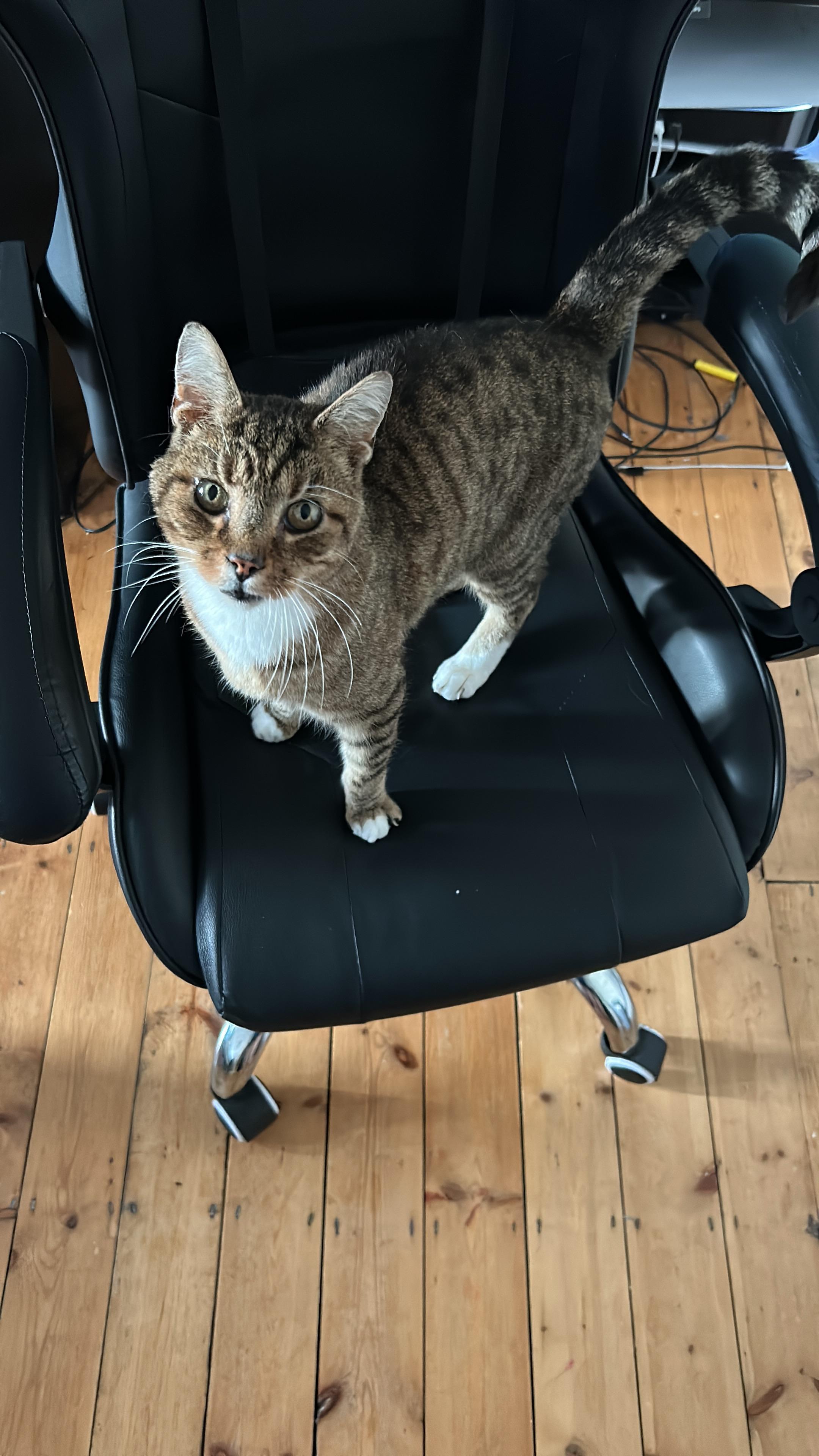 Chair r/tabby