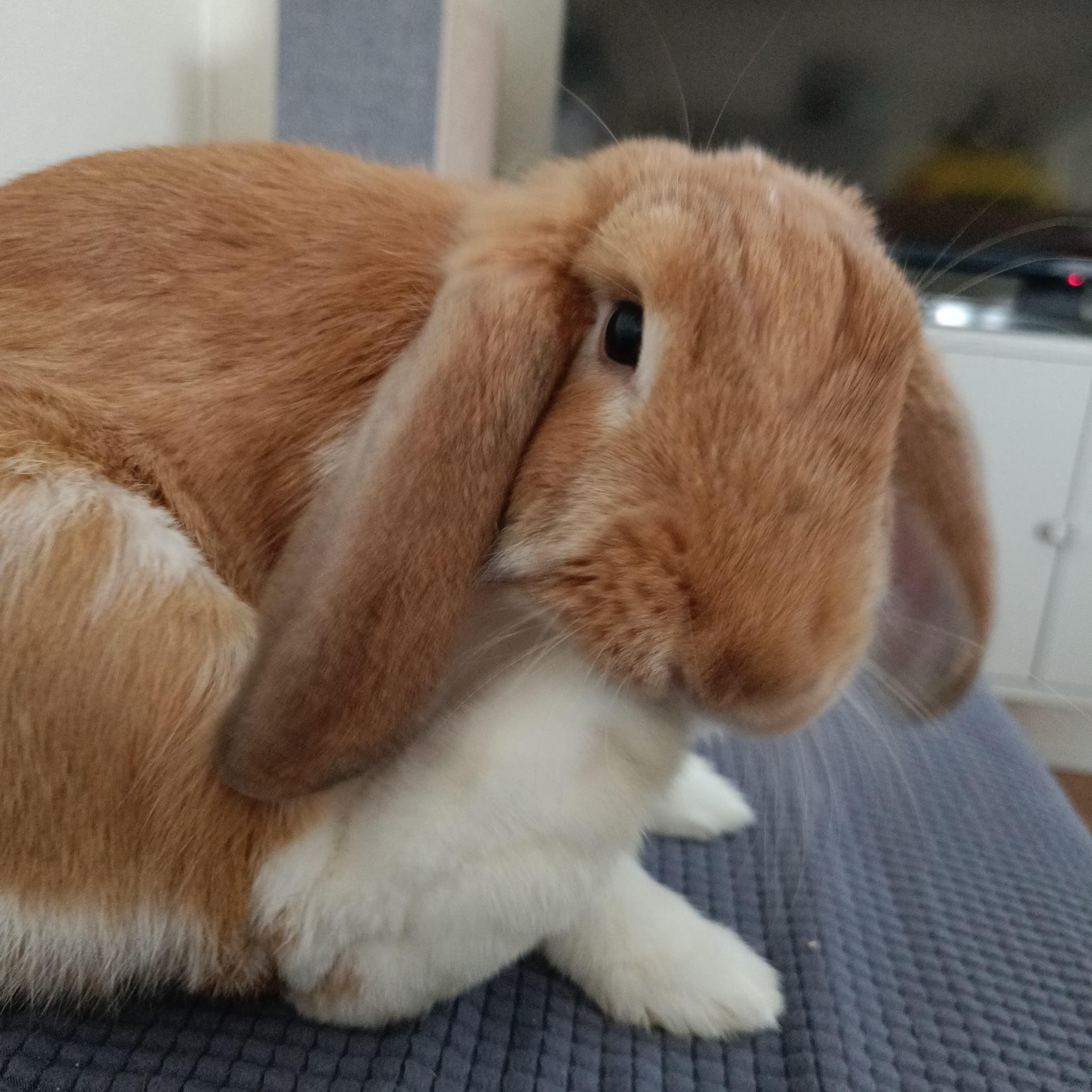 I'm obsessed! Yvonne has giant feetsies, they are so thicc! 😍 r/Rabbits