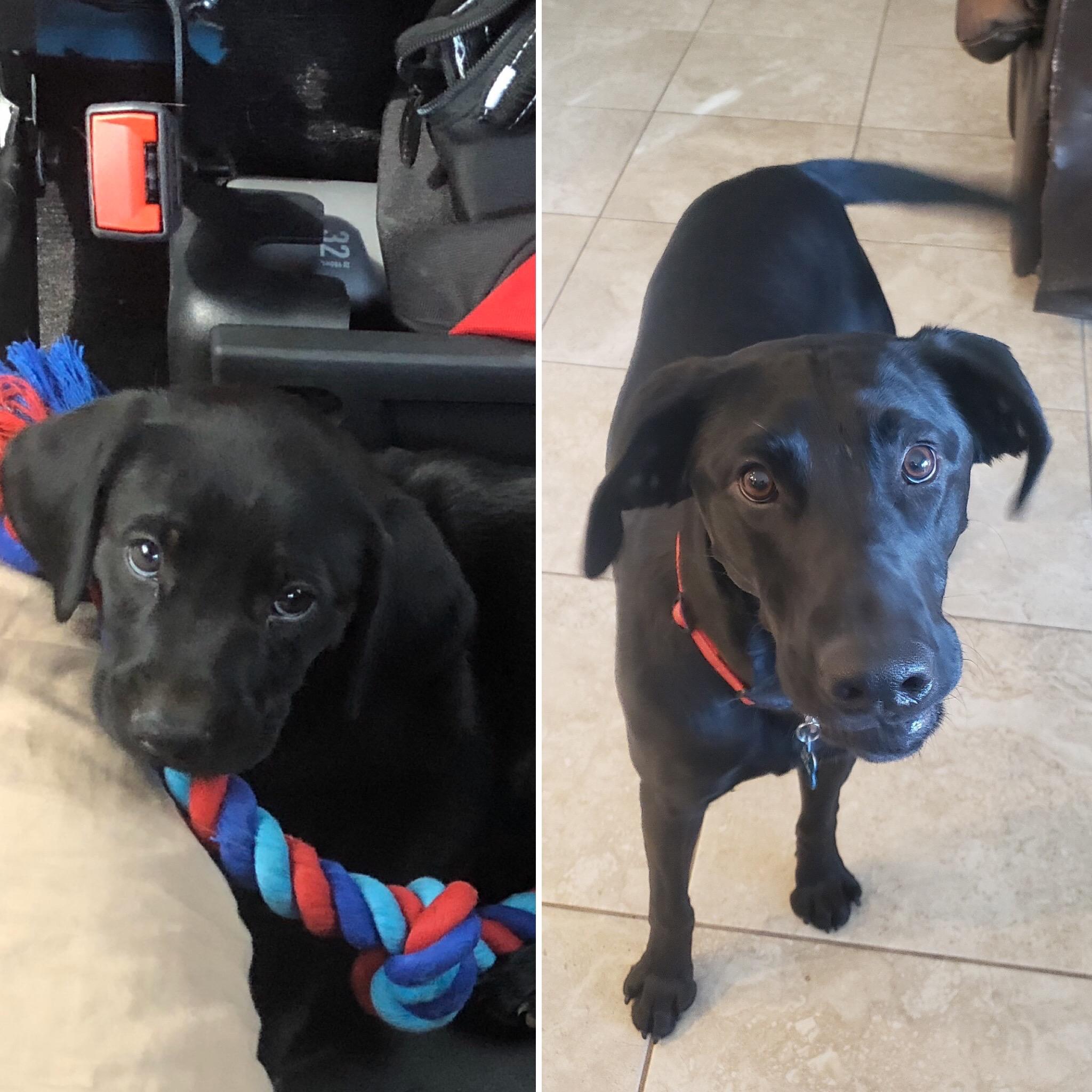 1 year old Riley r/labrador